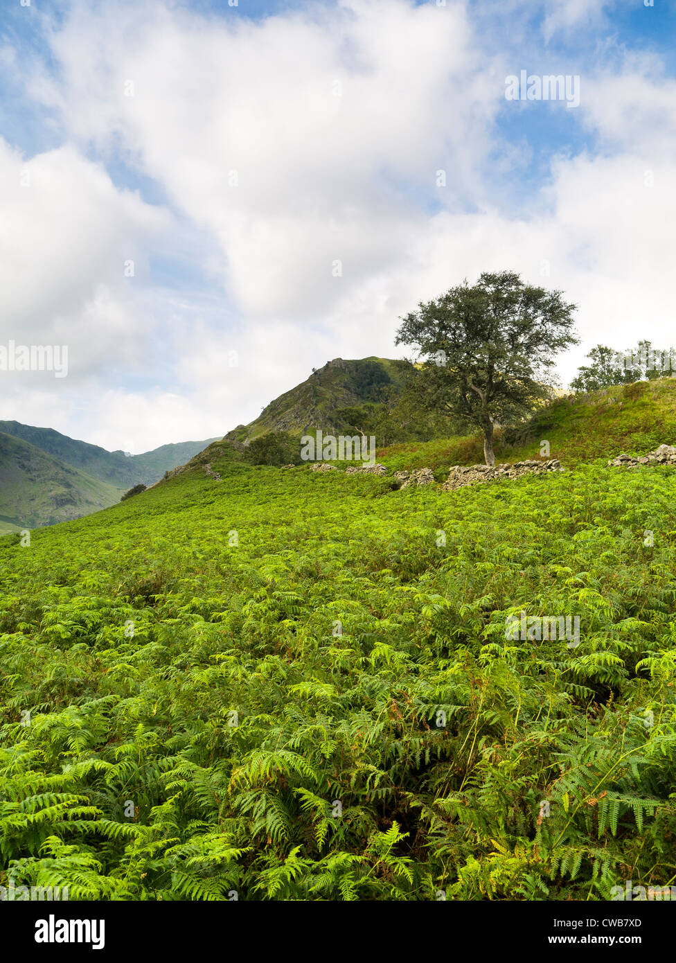 Colline coperte di bracken Foto Stock