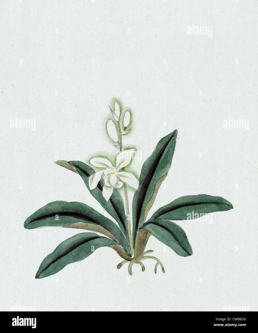 Colore inchiostro disegno raffigurante orchid (possibilmente un gin-ran) con fiori di colore bianco con verde lungo le fronde, 1870s Foto Stock