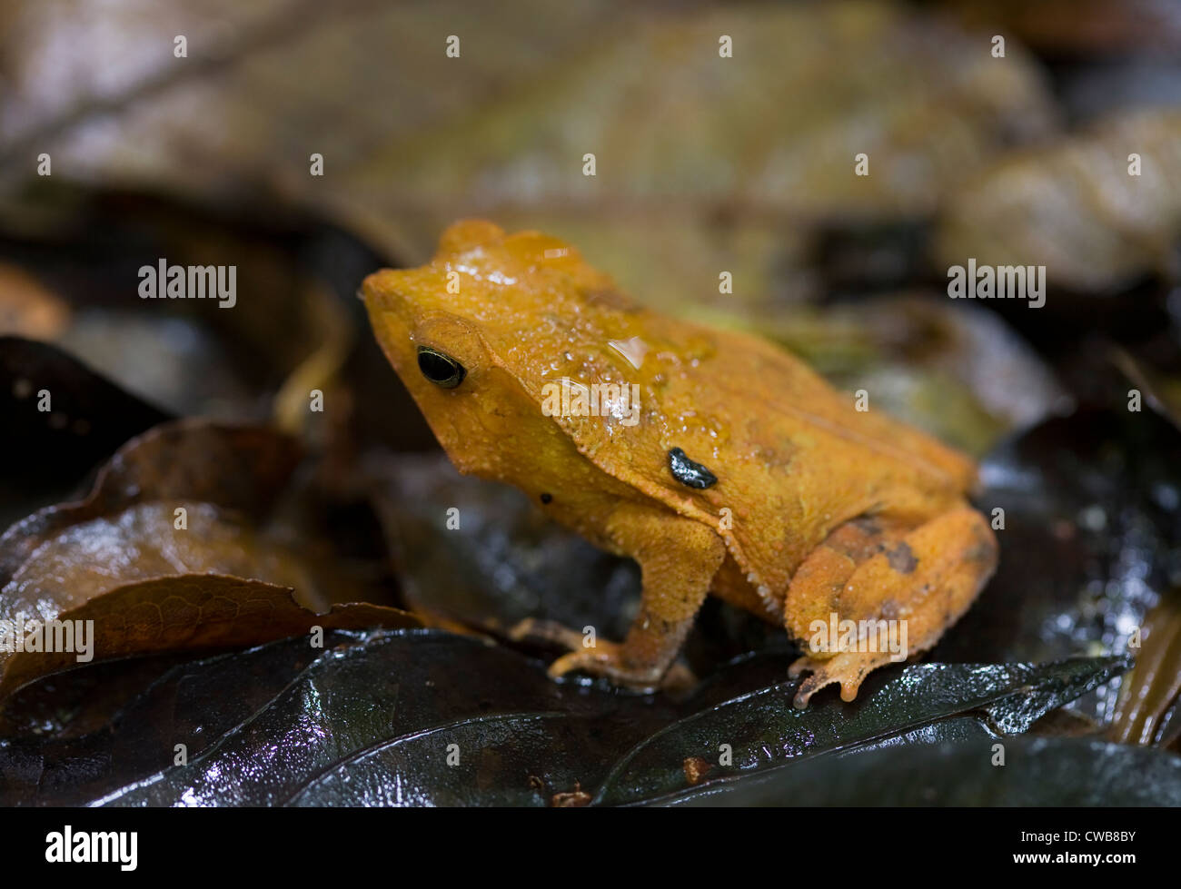 Sud Americana il rospo comune (Bufo typhonius) mimetizzata nel leaflitter. Chiamato anche crestata o il rospo di lettiera, foresta Iwokrama reser Foto Stock