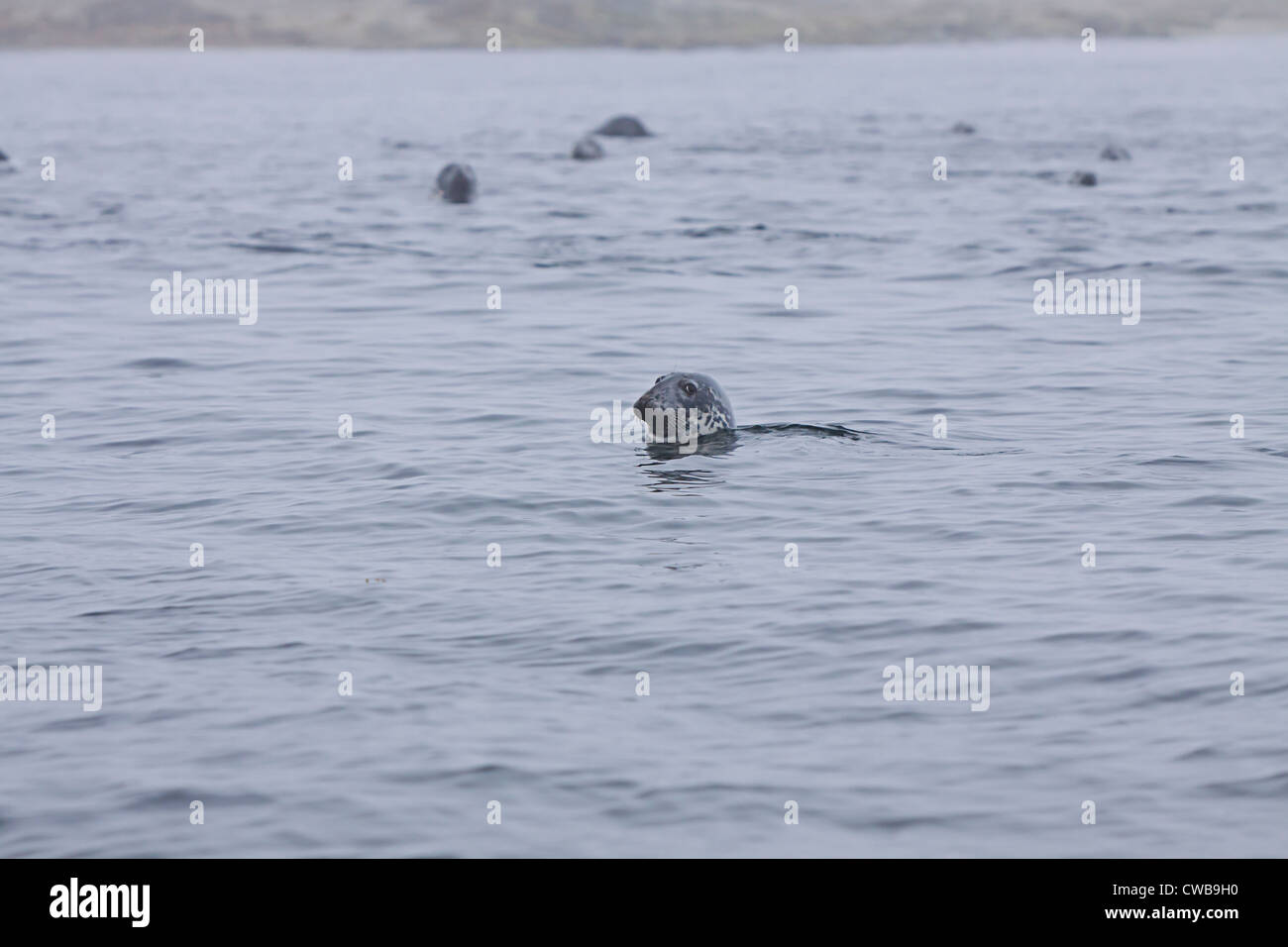Colonia di foche nell arcipelago di Mingan Parco nazionale di riserva del Canada Foto Stock