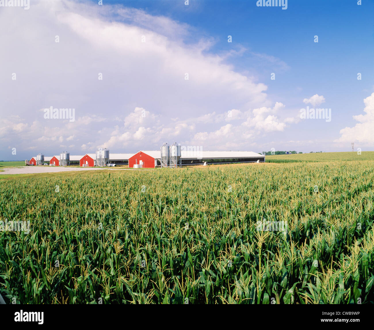 Produzione di porco edifici con BT olio ad alta mais IN PRIMO PIANO CON STORM avvicinamento / Iowa Foto Stock