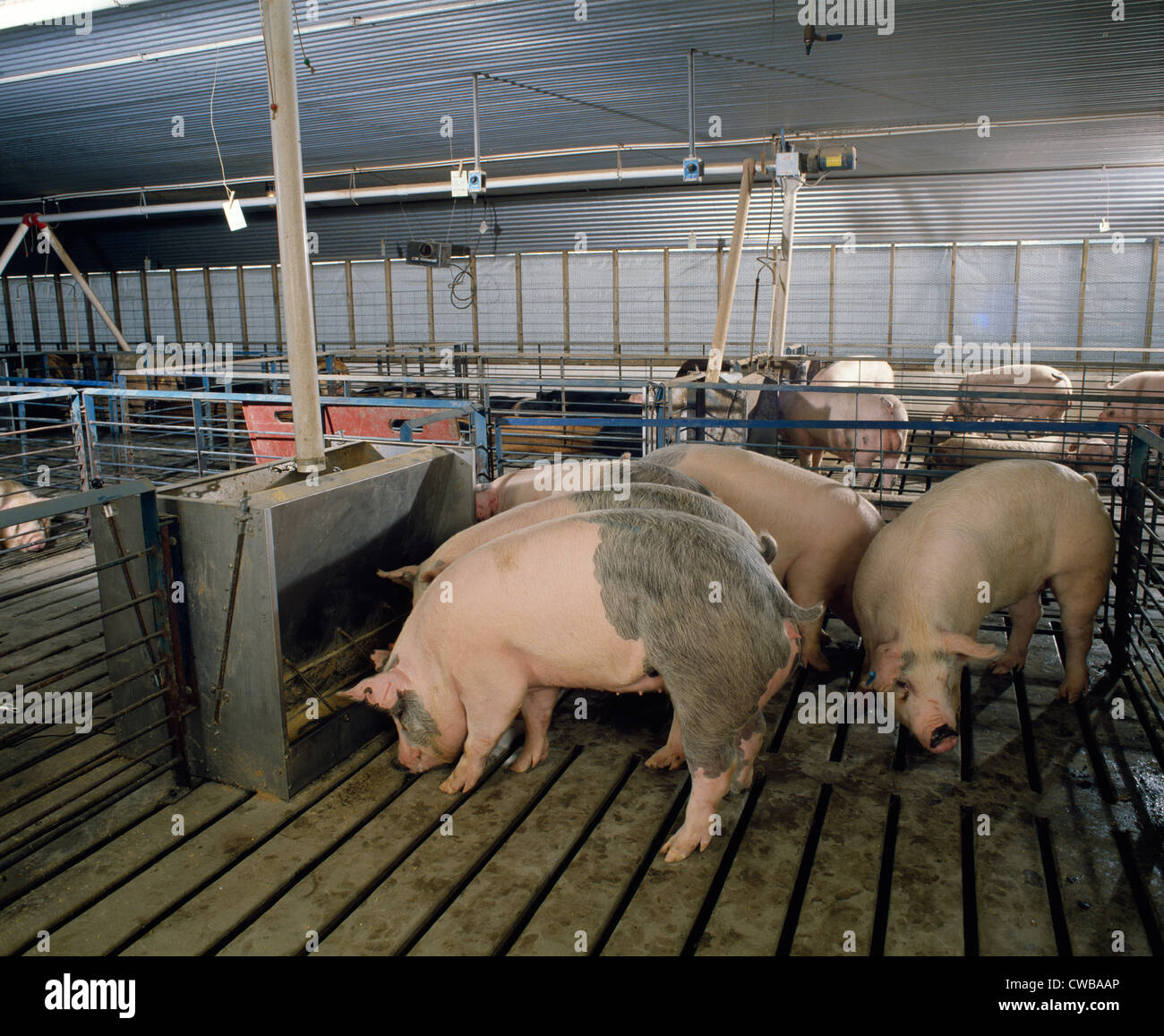 Sul mercato peso HOGS IN moderno impianto / PENNSYLVANIA Foto Stock