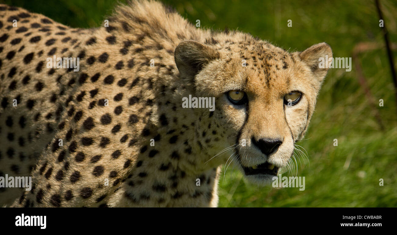 Ghepardo Acinonyx jubatus stalking preda Foto Stock