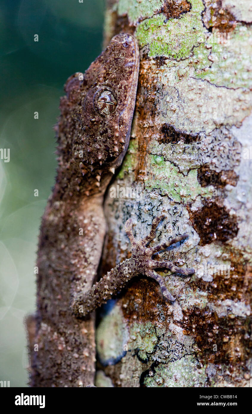 Foglia meridionale-tailed Gecko Saltuarius swaini - noto anche come Swain la foglia-tailed Gecko, Barrington Tops NSW, Australia Foto Stock