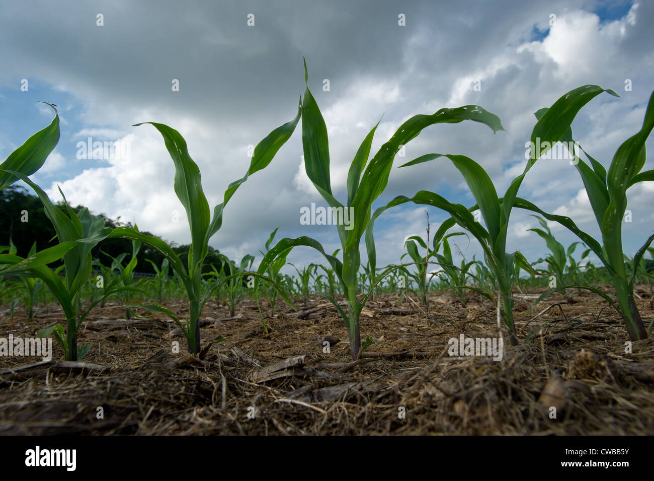 Piccole colture di mais in crescita in campo contro il cielo nuvoloso Foto Stock