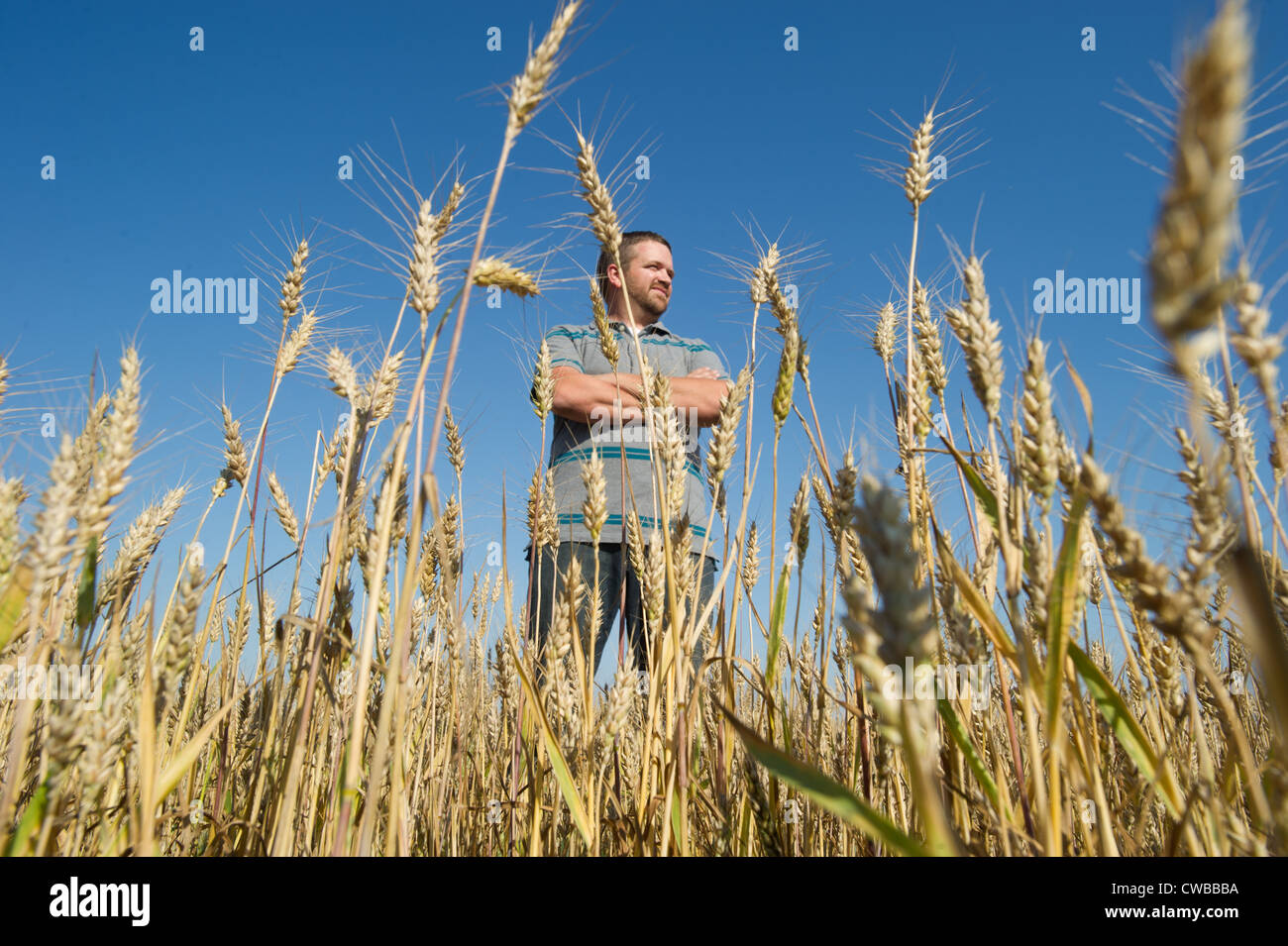 Produttore di grano in piedi nel campo di grano Foto Stock