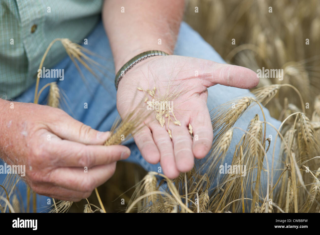 Orzo in agricoltore le mani Foto Stock