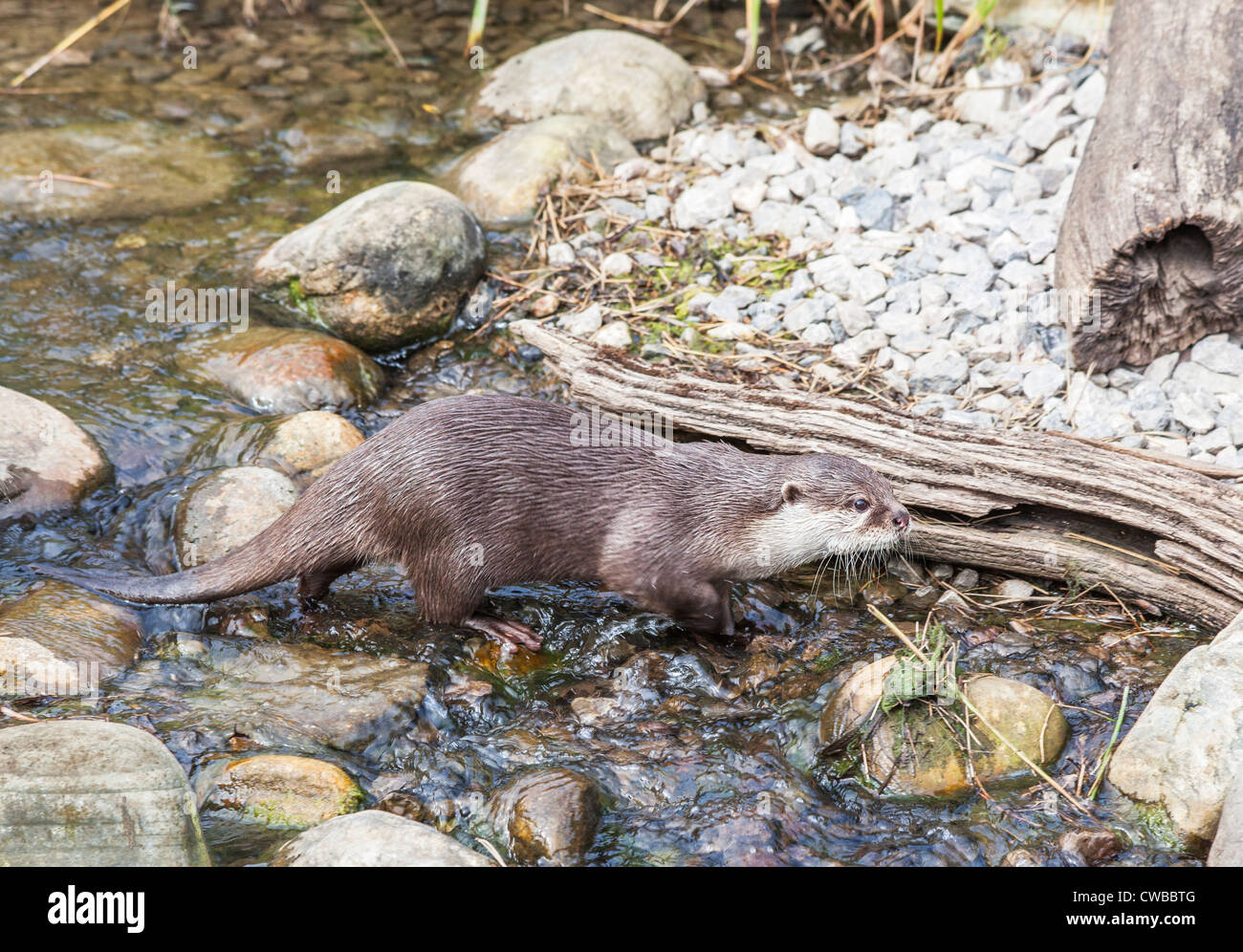 Asian corto-artigliato lontra (Aonyx cinerea), o la oriental piccoli artigli lontra, o il piccolo asiatico-artigliato lontra (più piccolo di lontra) Foto Stock