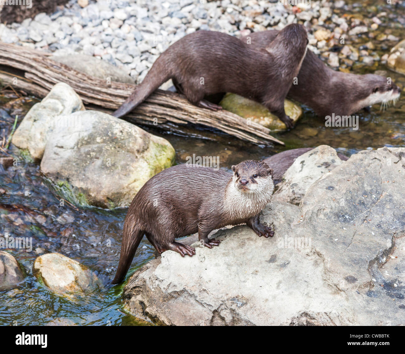 Asian corto-artigliato lontre (Aonyx cinerea), o la oriental piccoli artigli lontra, o il piccolo asiatico-artigliato lontra (più piccolo di lontra) Foto Stock