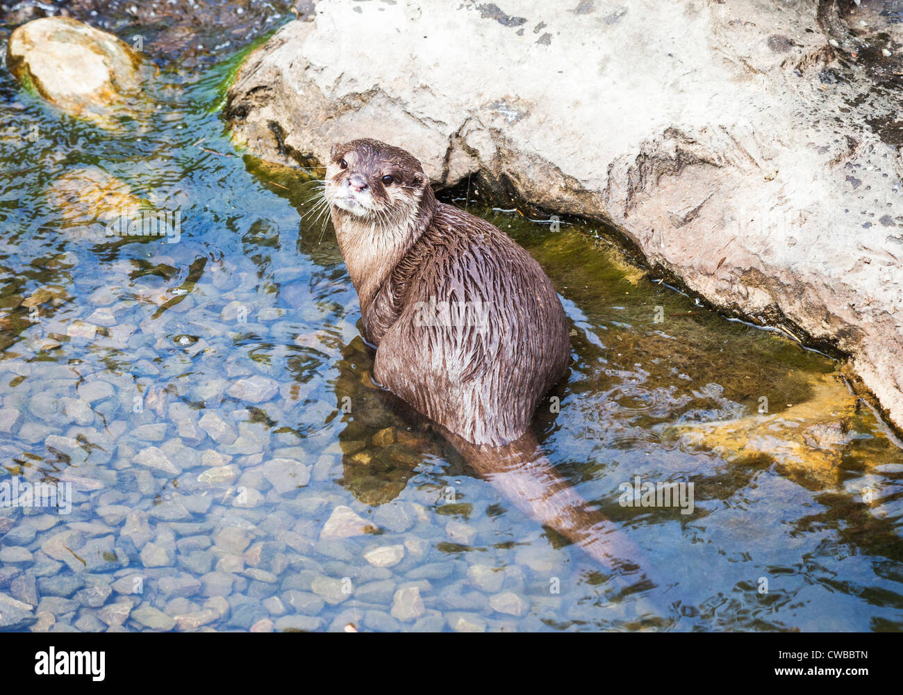 Asian corto-artigliato lontra (Aonyx cinerea), o la oriental piccoli artigli lontra, o il piccolo asiatico-artigliato lontra (più piccolo di lontra) Foto Stock
