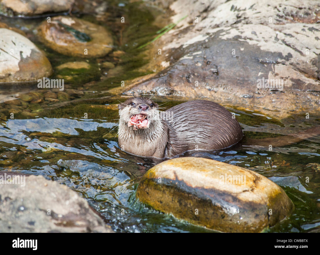 Asian corto-artigliato lontra (Aonyx cinerea), o la oriental piccoli artigli lontra, o il piccolo asiatico-artigliato lontra (più piccolo di lontra) Foto Stock