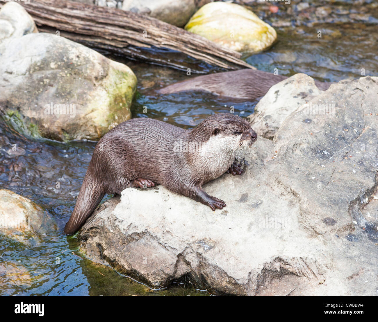 Asian corto-artigliato lontra (Aonyx cinerea), o la oriental piccoli artigli lontra, o il piccolo asiatico-artigliato lontra (più piccolo di lontra) Foto Stock