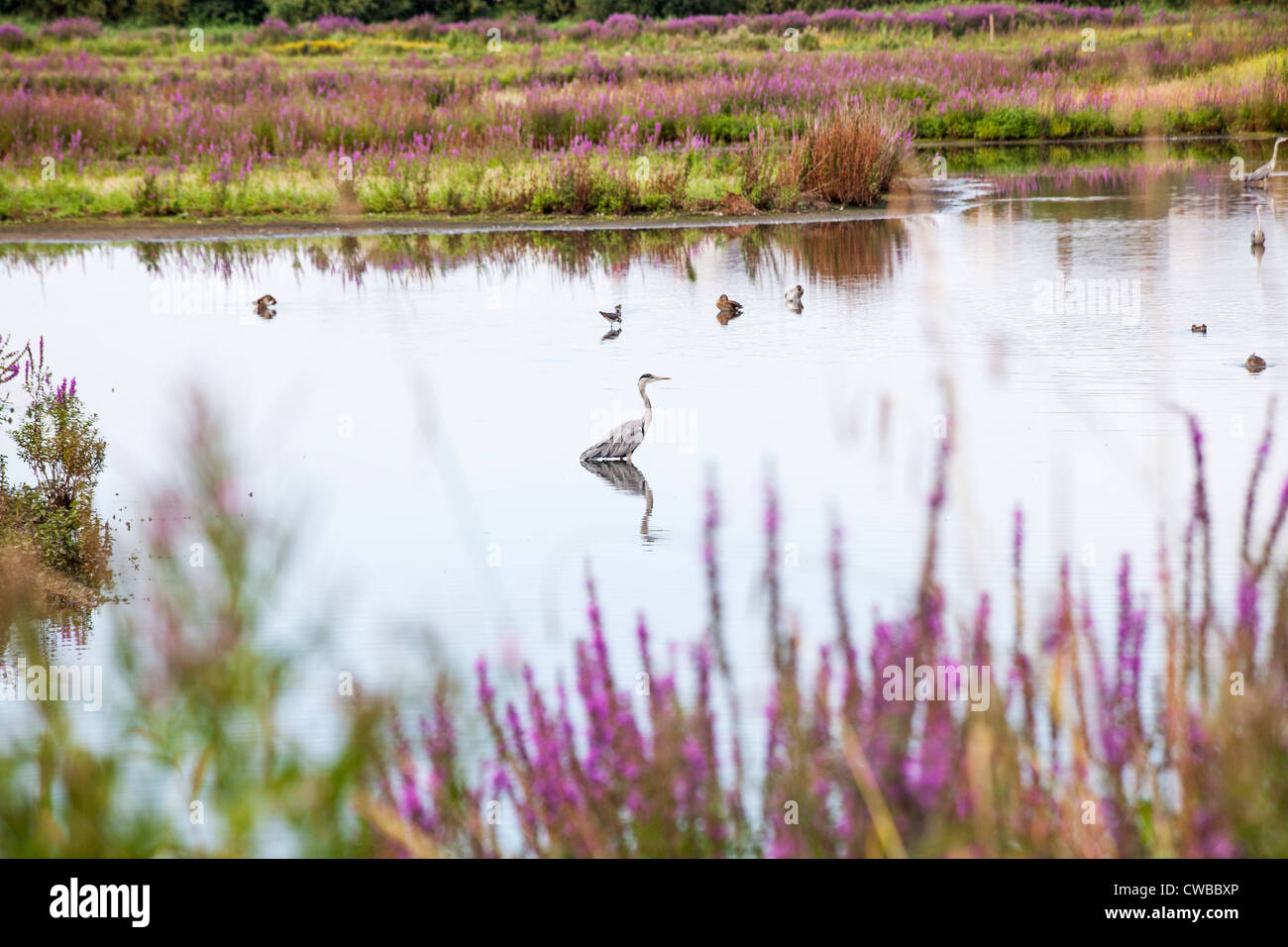 Prato acqua a Wildfowl & Wetlands Trust, Barnes, Londra, Inghilterra, Regno Unito con airone cinerino (Ardea cinerea) e altri uccelli acquatici Foto Stock