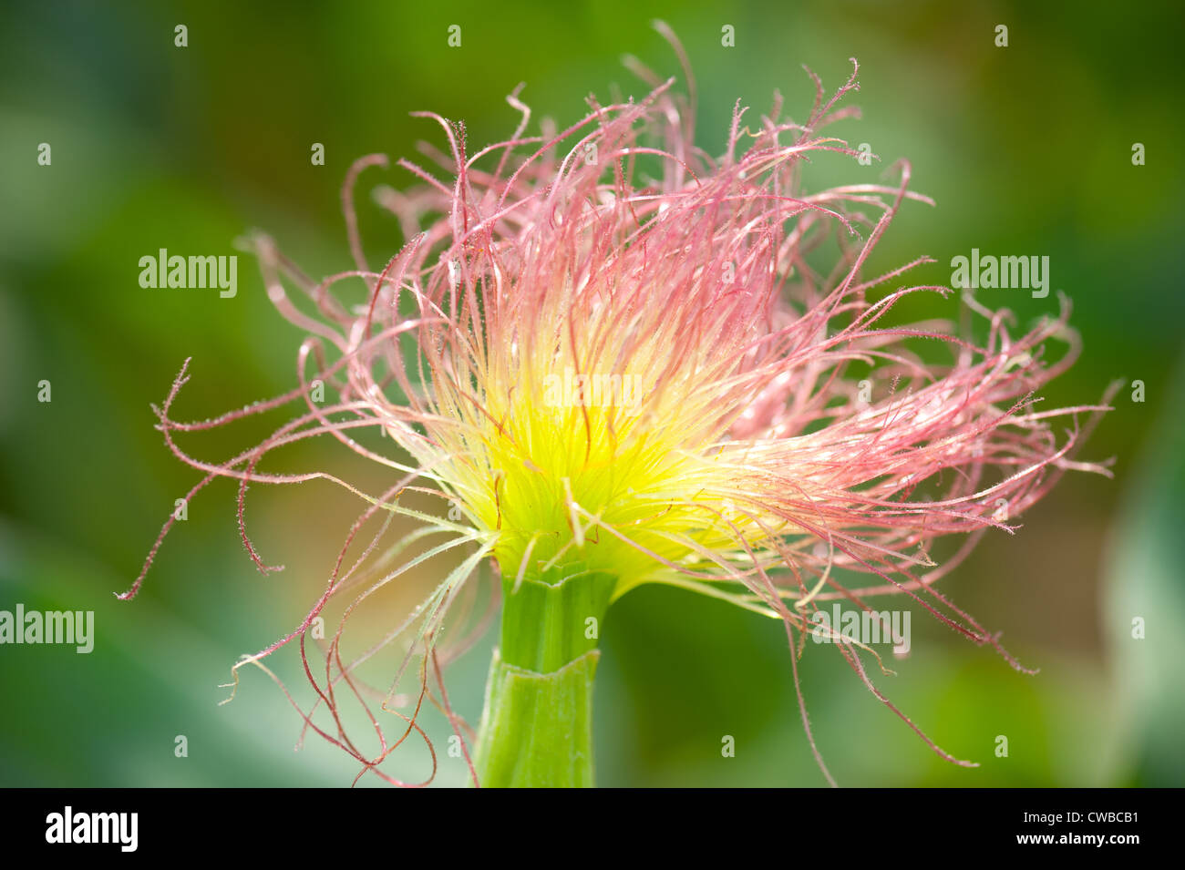 La seta di corn buccia Foto Stock