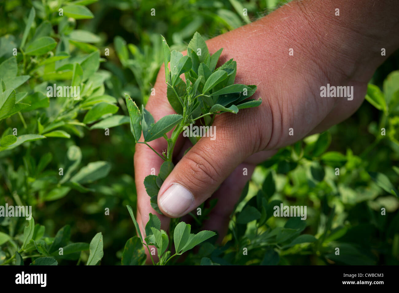 Agricoltore e la mano che tiene l'erba medica Foto Stock