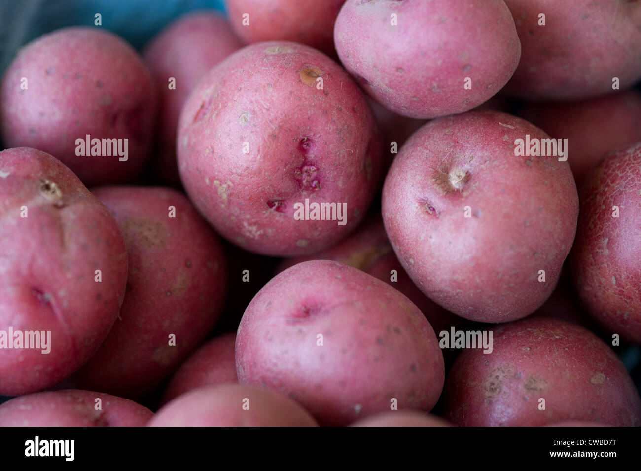 Riva Orientale Virginia patate ad un mercato agricolo Foto Stock