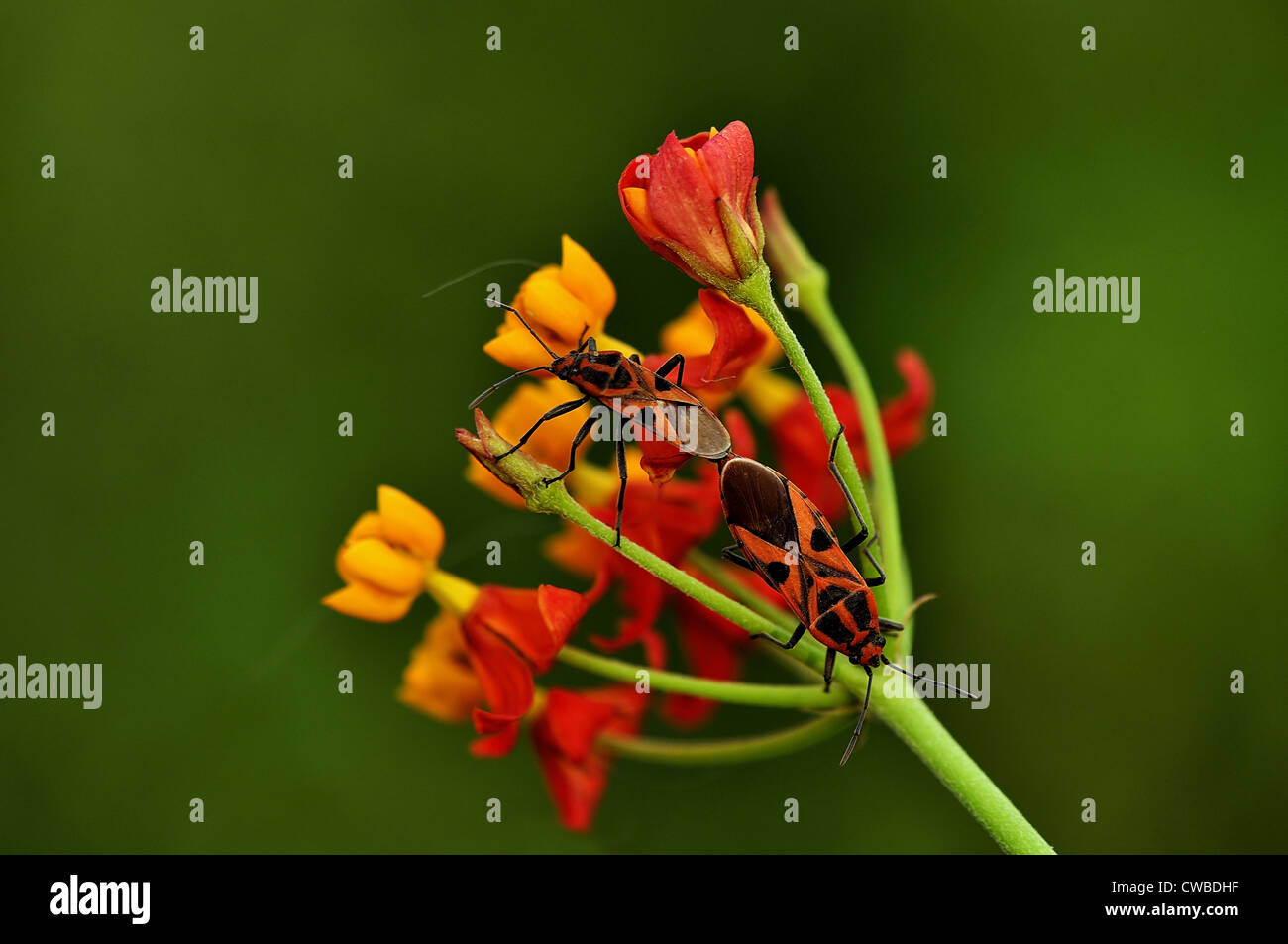 L'accoppiamento sul fiore Foto Stock