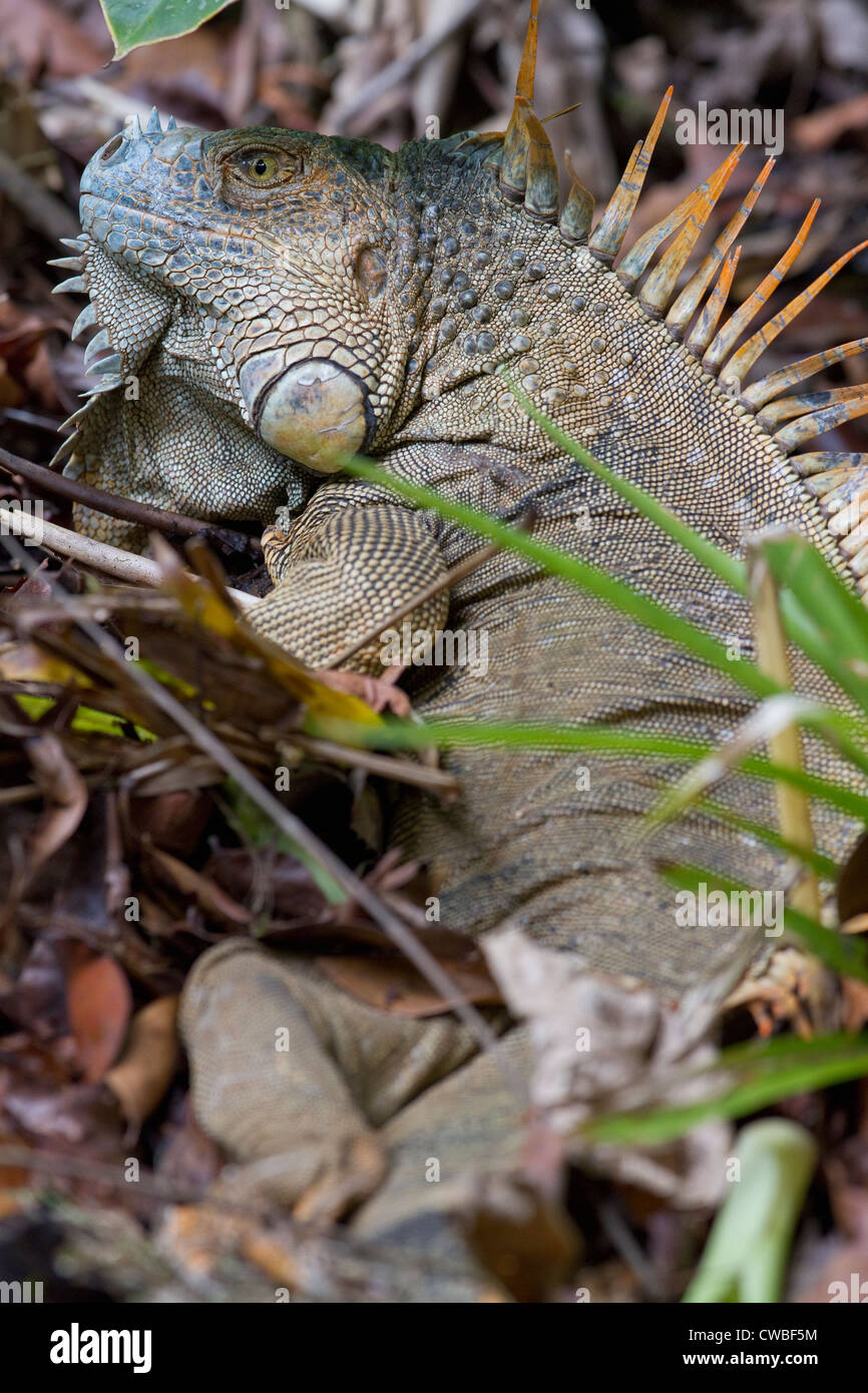 Verde (Iguana Iguana iguana) per motivi di Selva Verde Lodge, Puerto Viejo de Sarapiqui, Heredia, Costa Rica Foto Stock