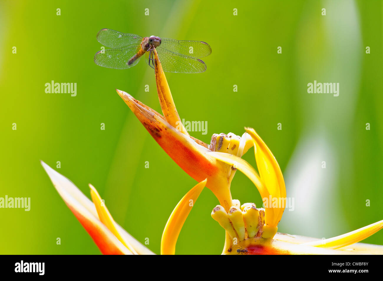 Dragonfly su un impianto a Selva verde giardino botanico, Selva Verde Lodge, Puerto Viejo de Sarapiqui, Heredia, Costa Rica Foto Stock