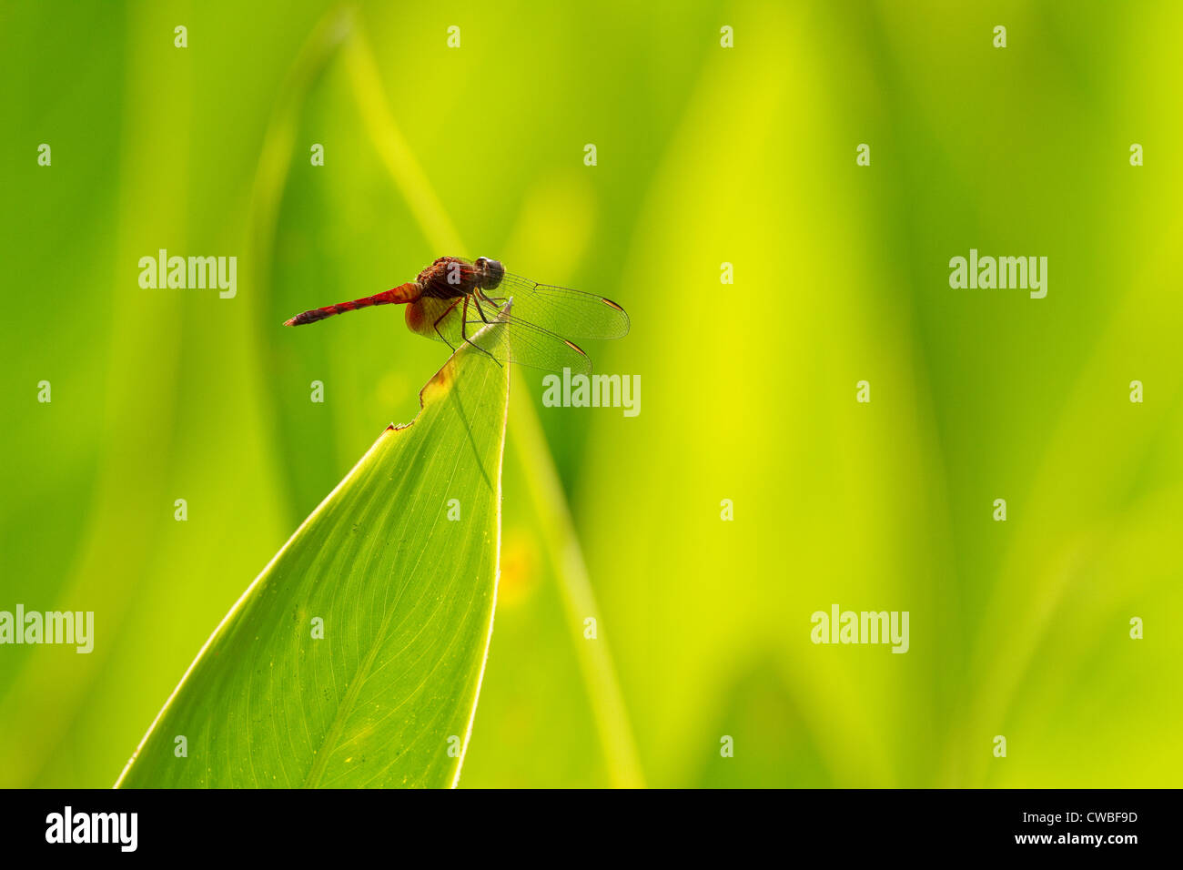 Dragonfly su un impianto a Selva verde giardino botanico, Selva Verde Lodge, Puerto Viejo de Sarapiqui, Heredia, Costa Rica Foto Stock