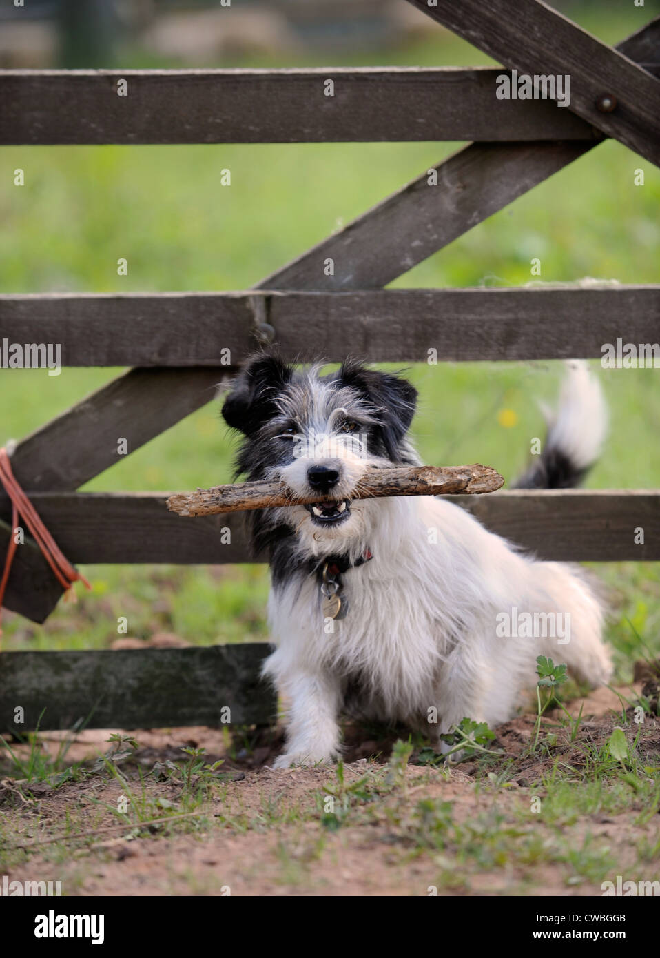 Un cane con un bastone si stringe in un paese di cinque bar porta REGNO UNITO Foto Stock