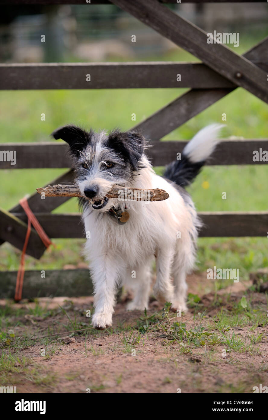 Un cane con un bastone si stringe in un paese di cinque bar porta REGNO UNITO Foto Stock