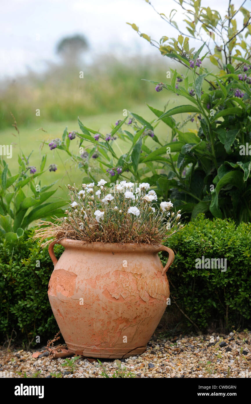 Una pentola di creta contenente rosa in un giardino Inglese UK Foto Stock