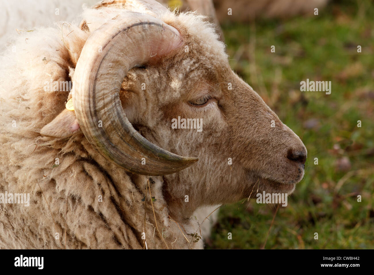 Portland pecore ram testa di close-up, Ticknall, Derbyshire, England, Regno Unito Foto Stock