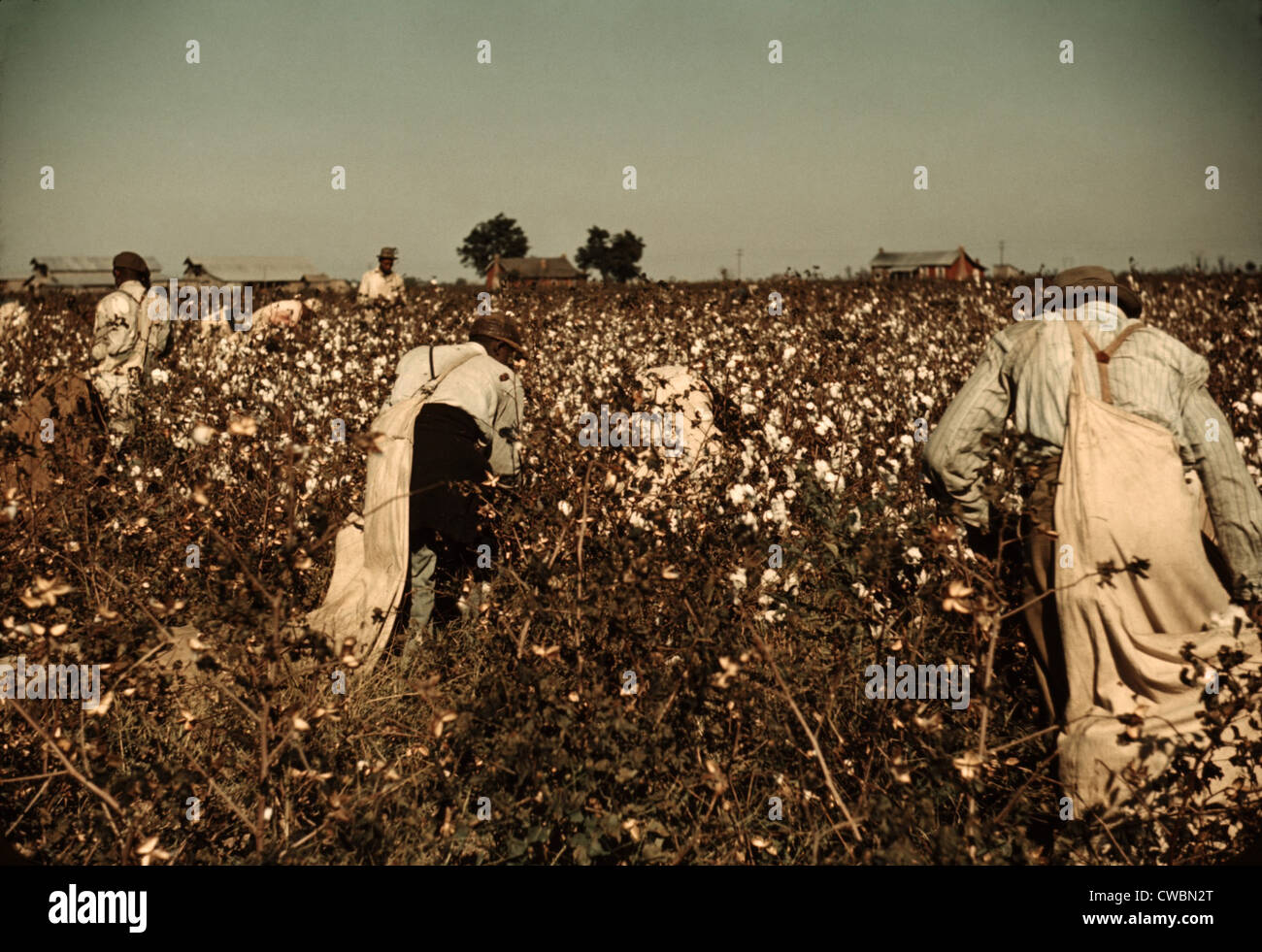 African American giorno operai raccolta di cotone vicino a Clarksdale, Mississippi. Novembre 1939 Foto di Marion Post Wolcott. Foto Stock