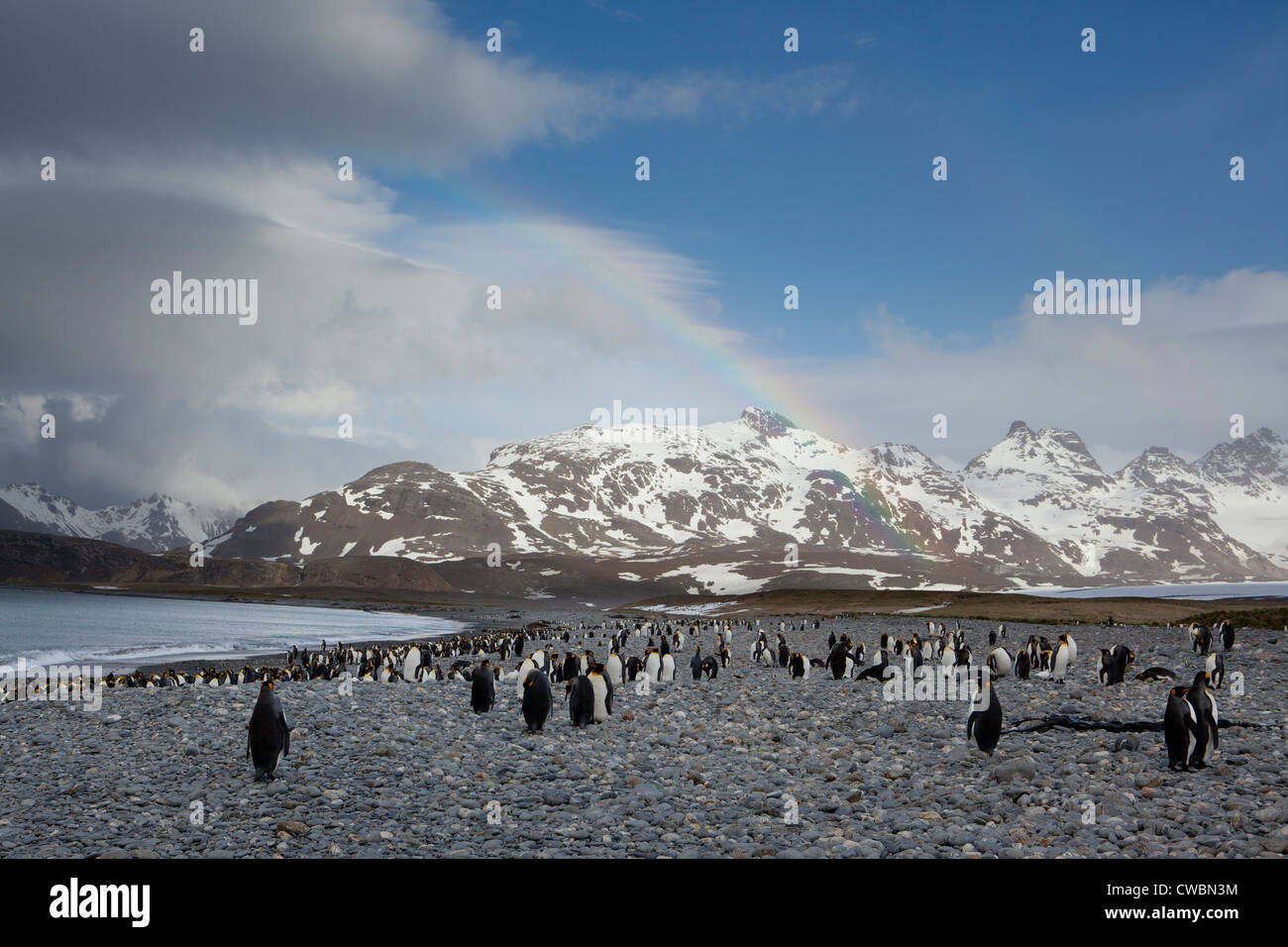 King Penguins Aptenodytes patagonicus sulla Georgia del Sud Isole Sandwich del Sud Ottobre 31 2010 (CTK foto/Ondrej Zaruba) Foto Stock