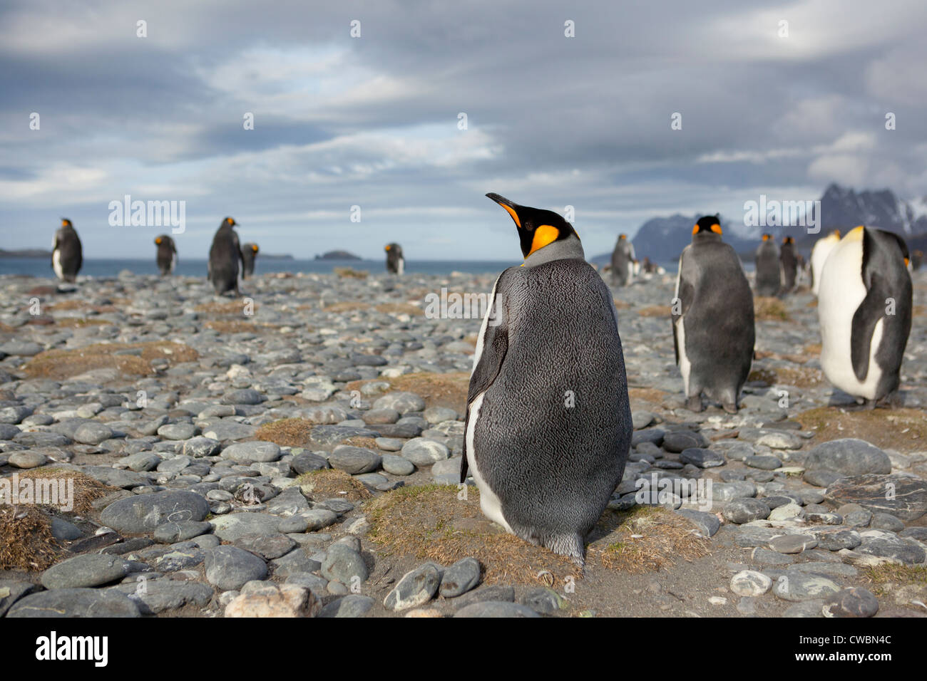 King Penguins Aptenodytes patagonicus sulla Georgia del Sud Isole Sandwich del Sud Ottobre 31 2010 (CTK foto/Ondrej Zaruba) Foto Stock