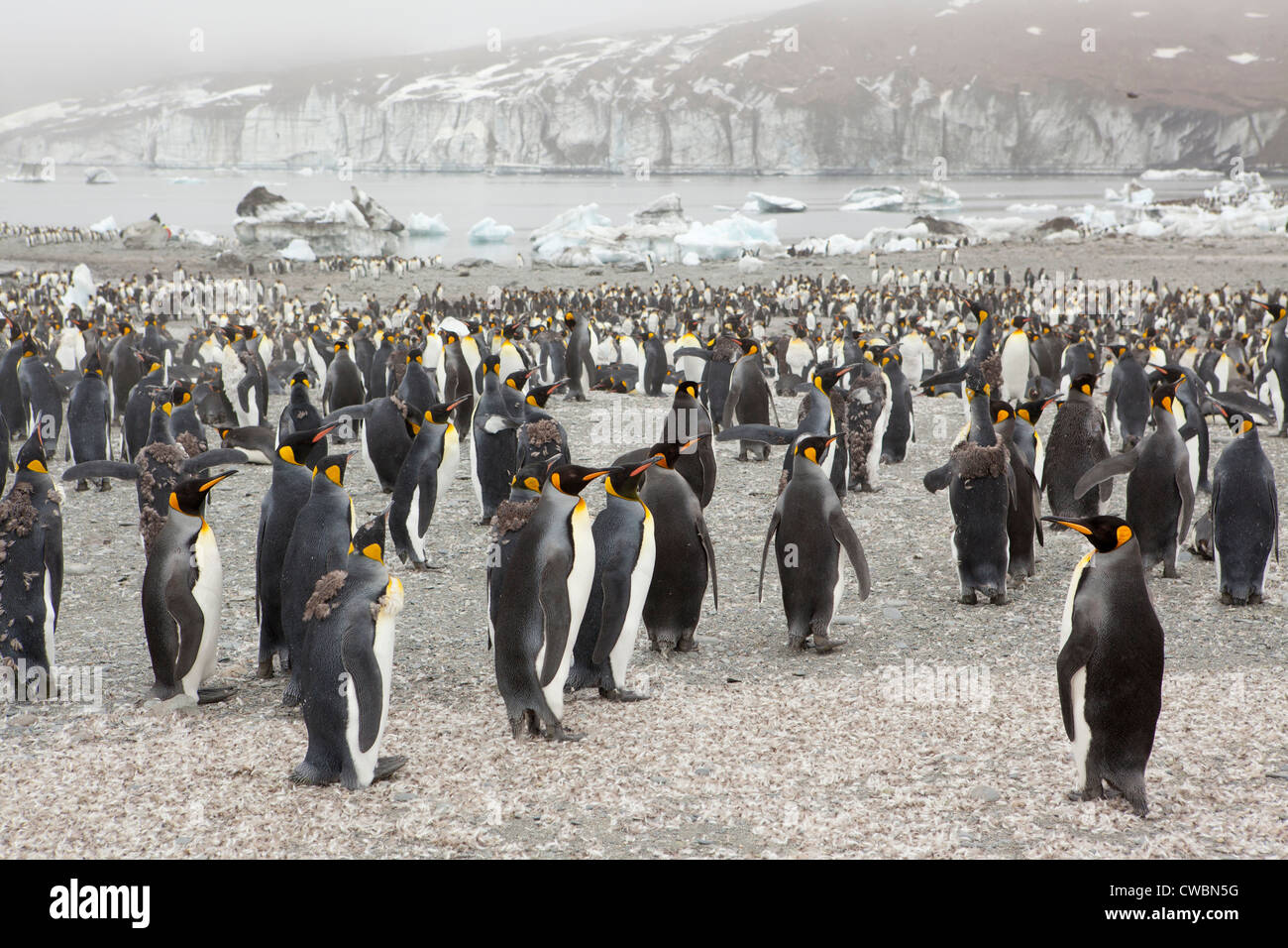 King Penguins Aptenodytes patagonicus sulla Georgia del Sud Isole Sandwich del Sud Ottobre 31 2010 (CTK foto/Ondrej Zaruba) Foto Stock