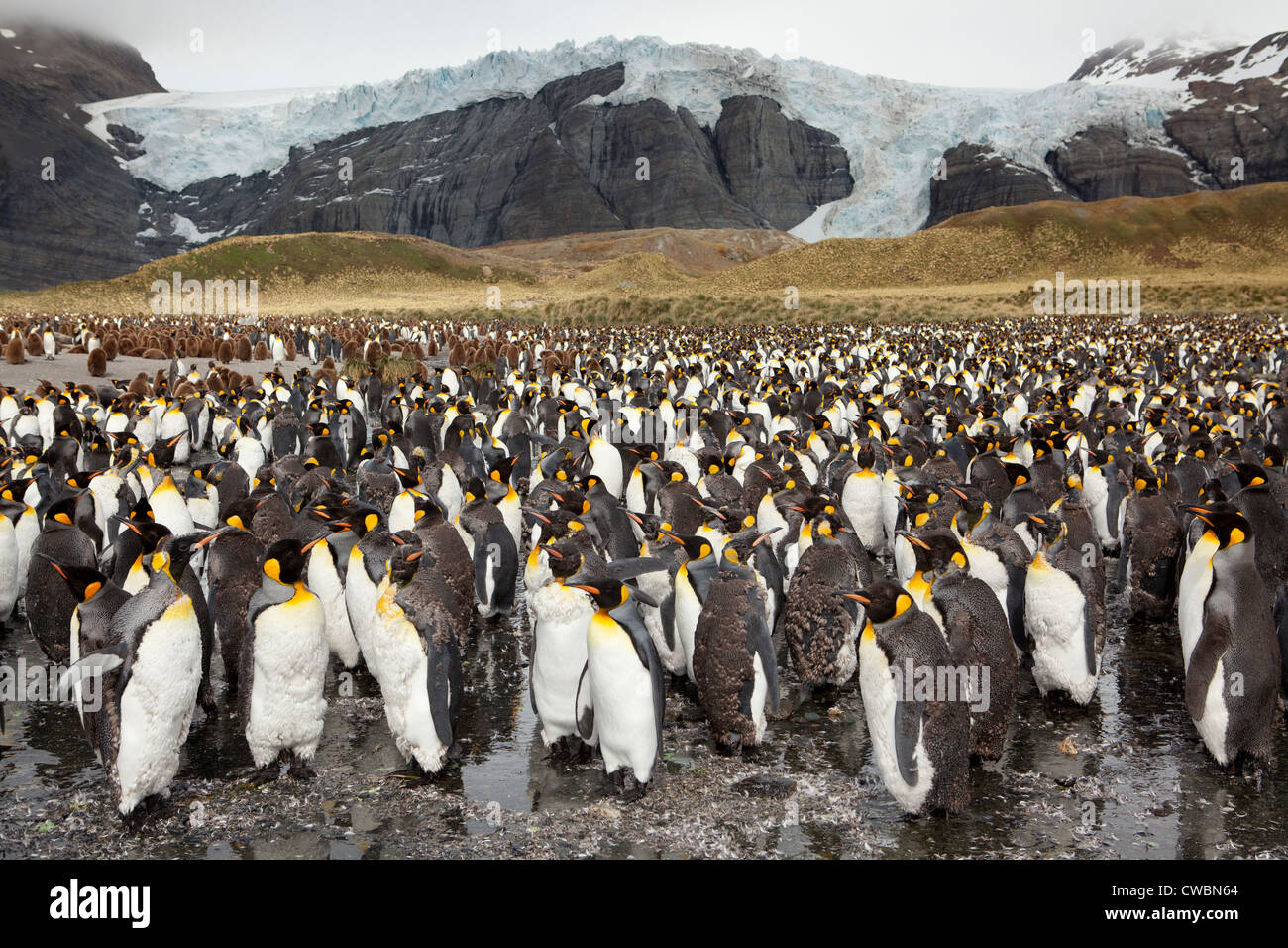 King Penguins Aptenodytes patagonicus sulla Georgia del Sud Isole Sandwich del Sud Ottobre 31 2010 (CTK foto/Ondrej Zaruba) Foto Stock