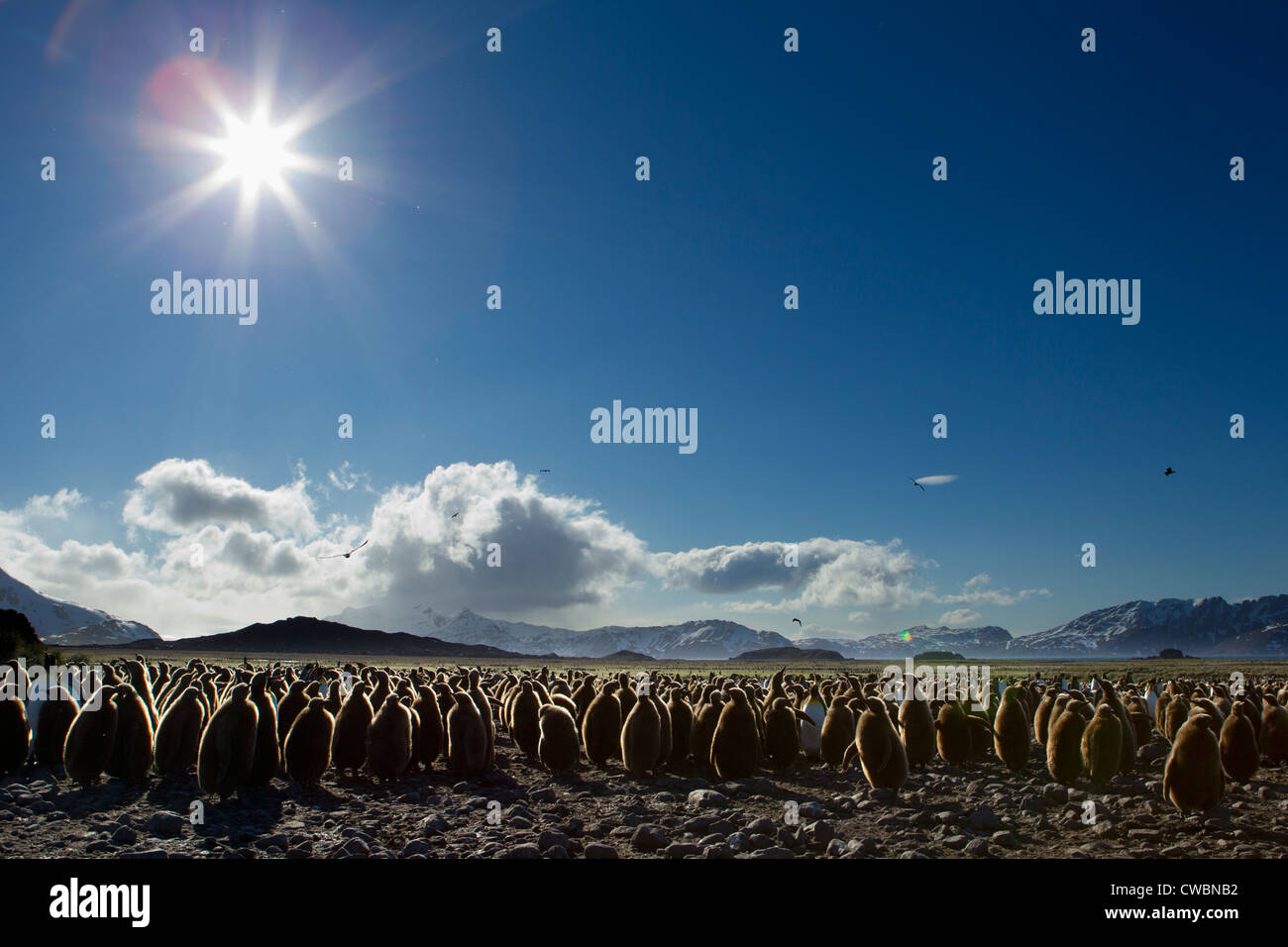 King Penguins Aptenodytes patagonicus sulla Georgia del Sud Isole Sandwich del Sud Ottobre 31 2010 (CTK foto/Ondrej Zaruba) Foto Stock