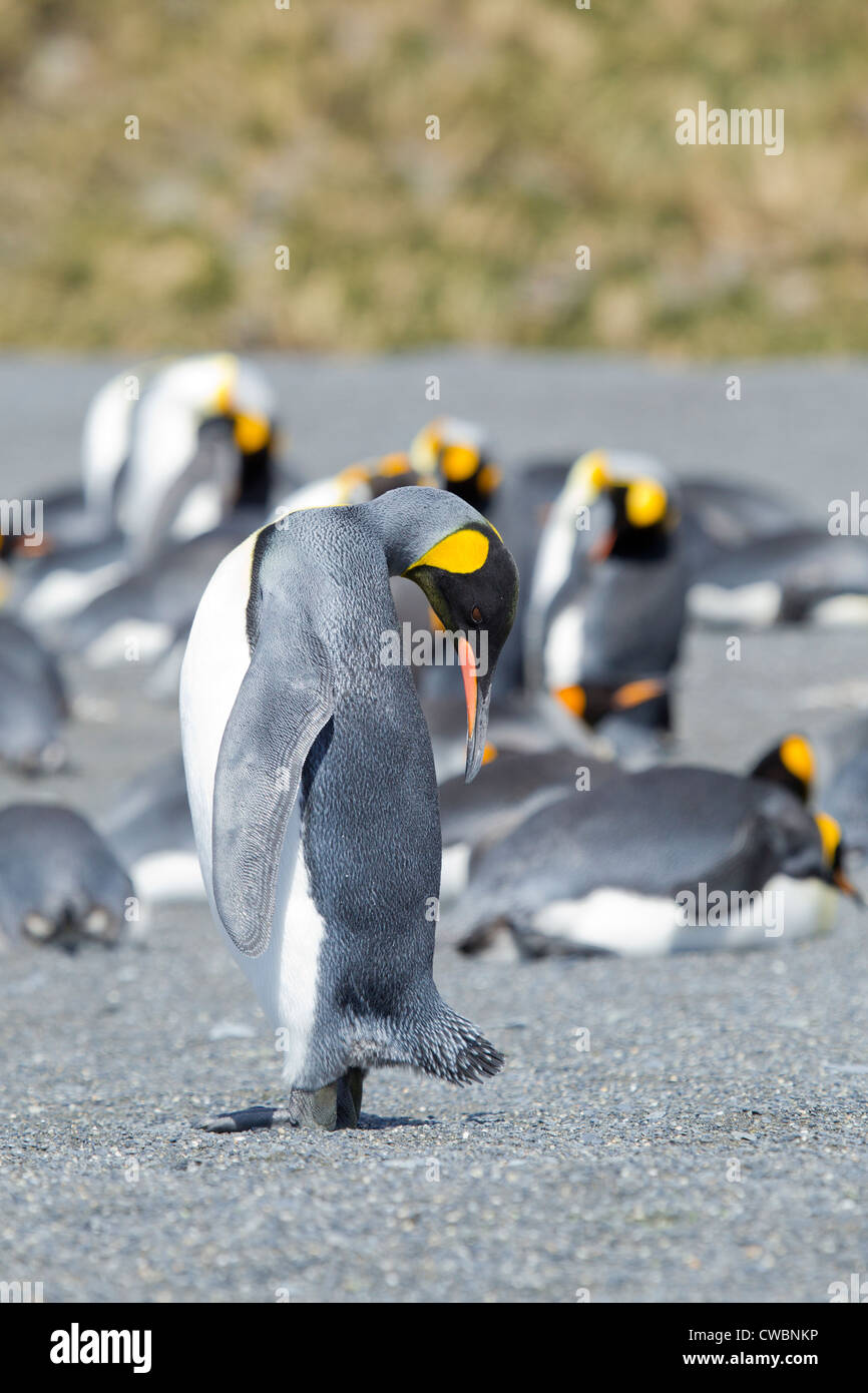 King Penguins Aptenodytes patagonicus sulla Georgia del Sud Isole Sandwich del Sud Ottobre 31 2010 (CTK foto/Ondrej Zaruba) Foto Stock