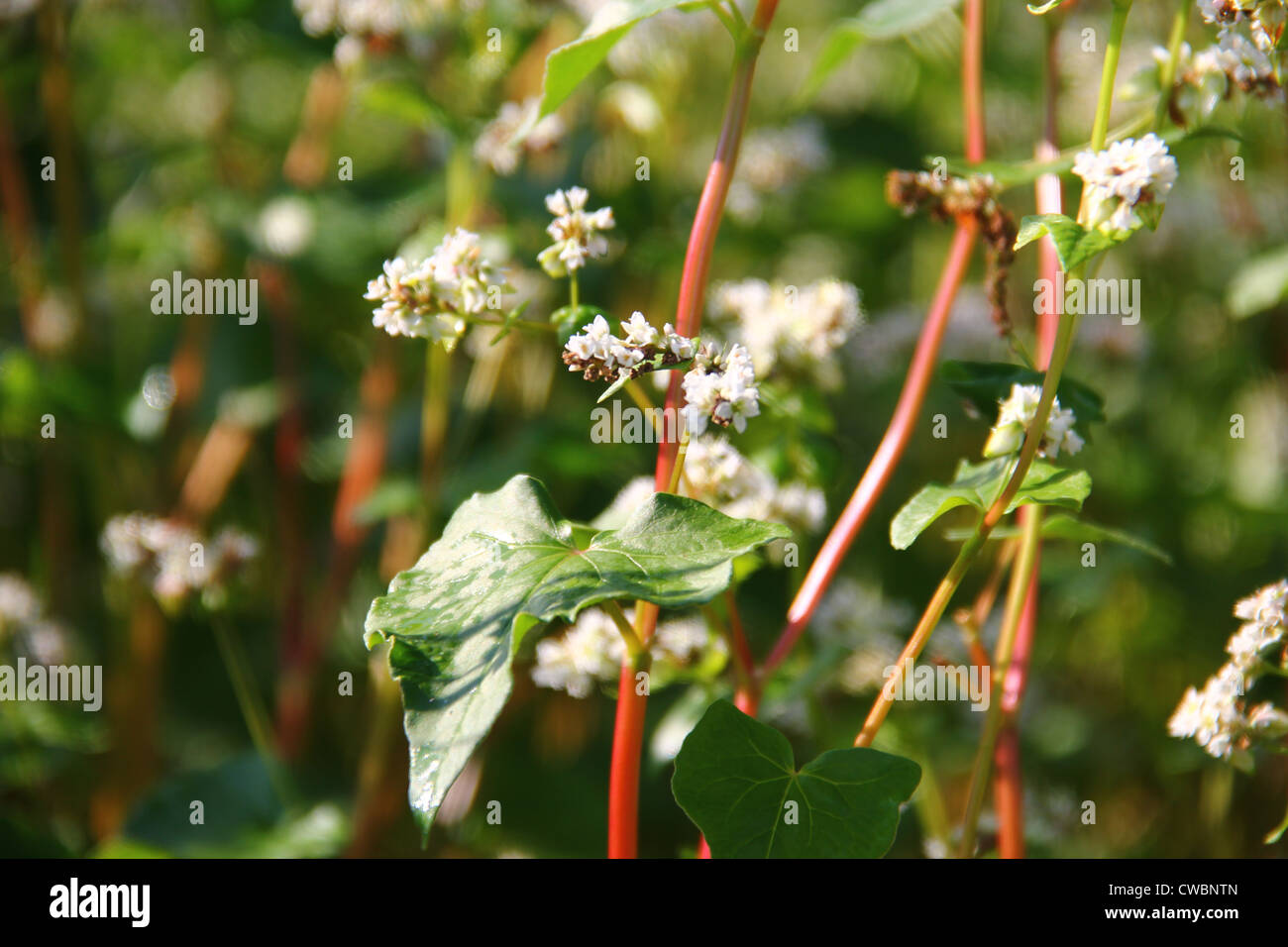 Sul campo Foto Stock