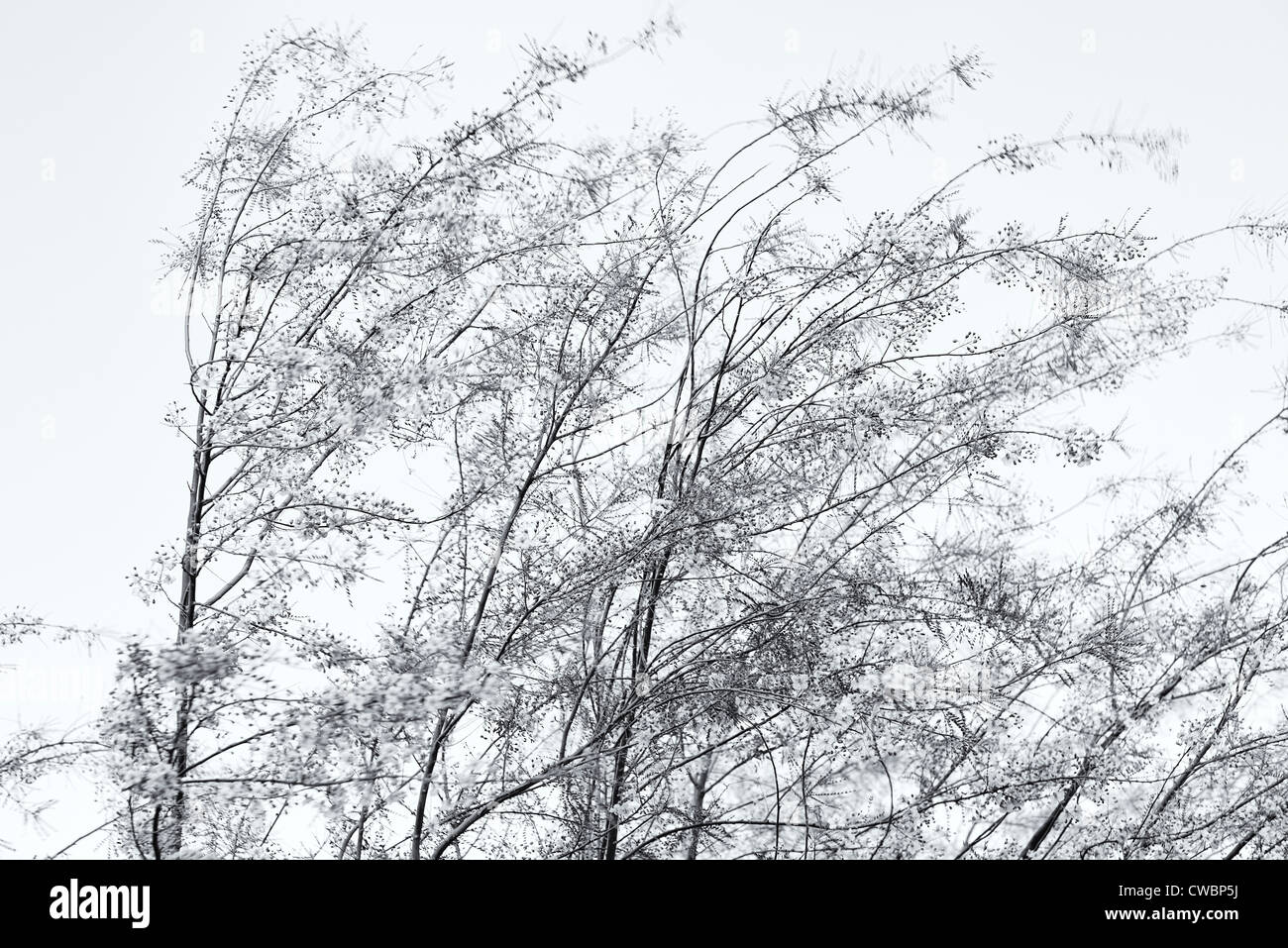 Mesquite Palo Verde albero in soffiata dal vento brezza estiva Foto Stock