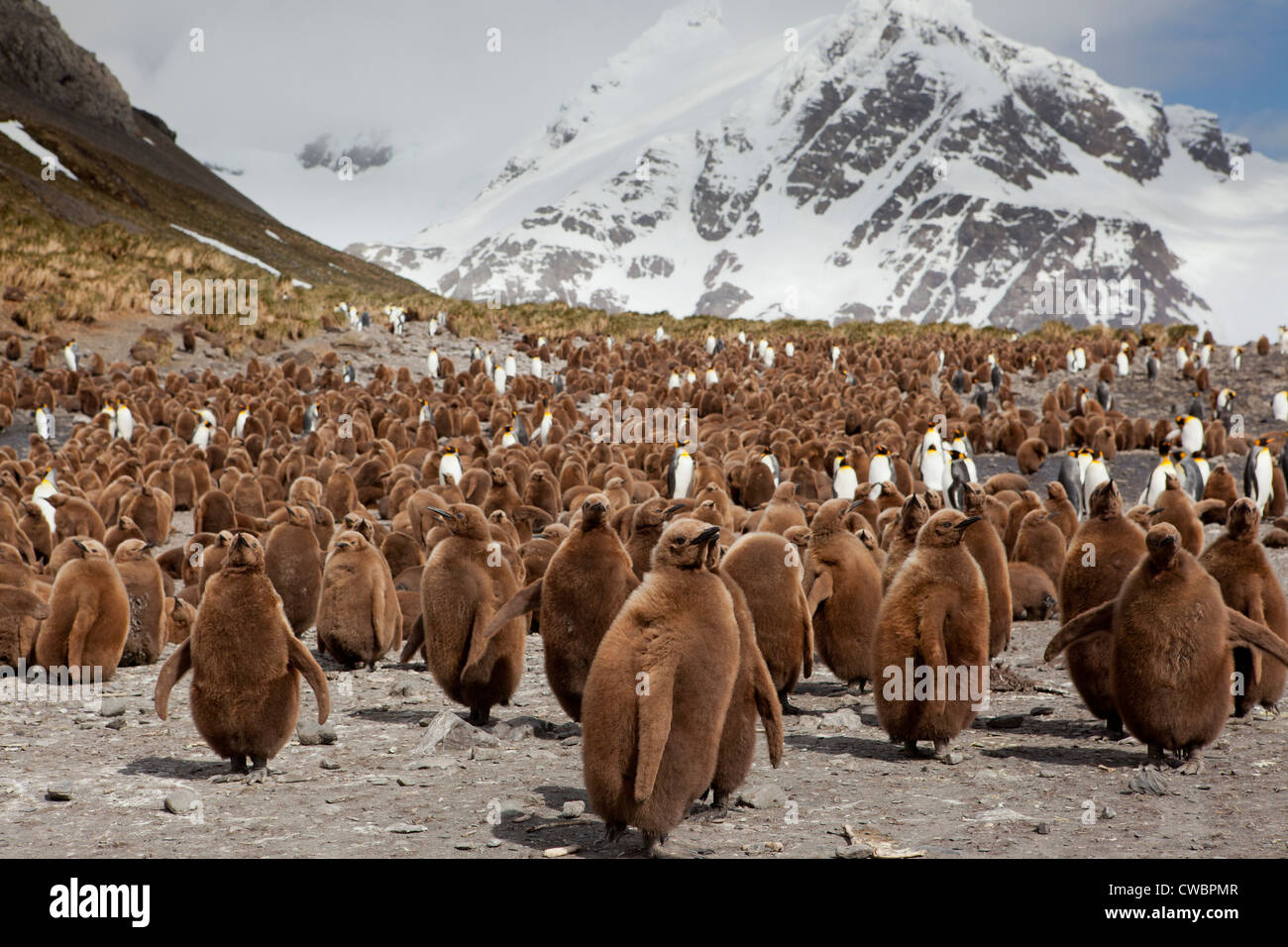 King Penguins Aptenodytes patagonicus sulla Georgia del Sud Isole Sandwich del Sud Ottobre 31 2010 (CTK foto/Ondrej Zaruba) Foto Stock
