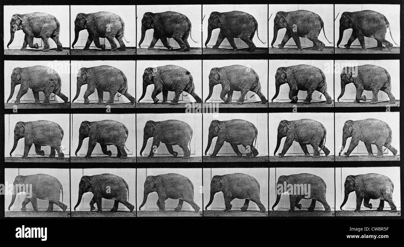 Immagini consecutive di un elefante a piedi. Da Eadweard Muybridge, Locomozione animale, 1887. Foto Stock