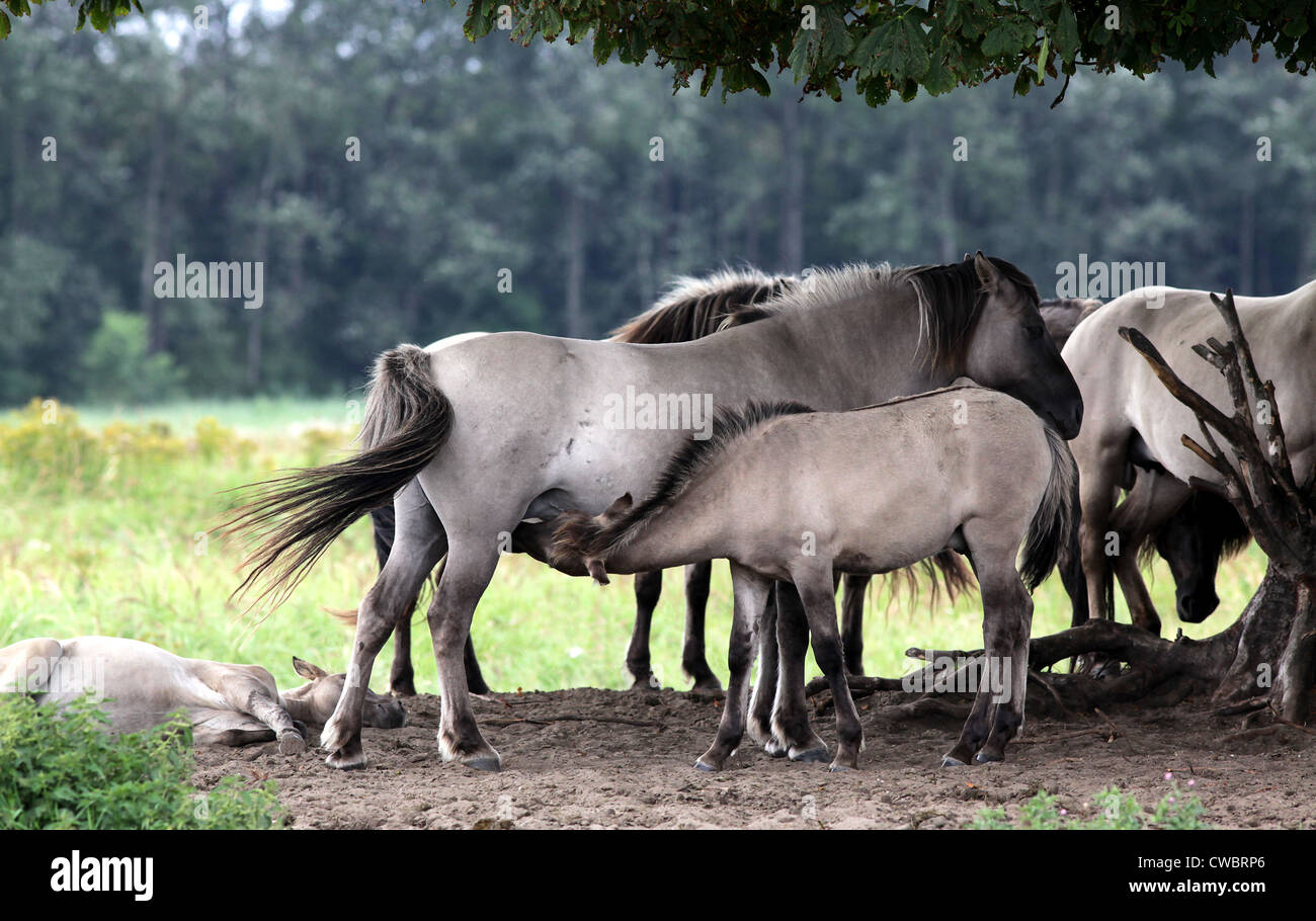 Il cavallo Konik, una razza polacca di pony.semi-feral popolazioni in alcune regioni.Foal succhiare da mare Foto Stock