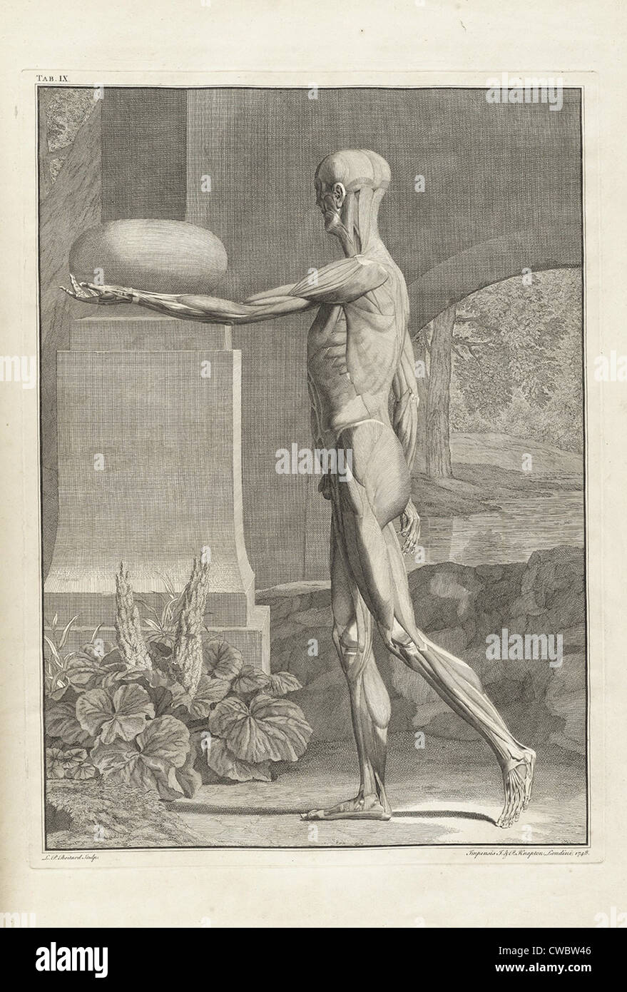 La muscolatura la piastra dal XVIII secolo anatomia trattato da Bernhard Albinus, con incisioni di Jan Wandelaar (1690-1759). Il Foto Stock