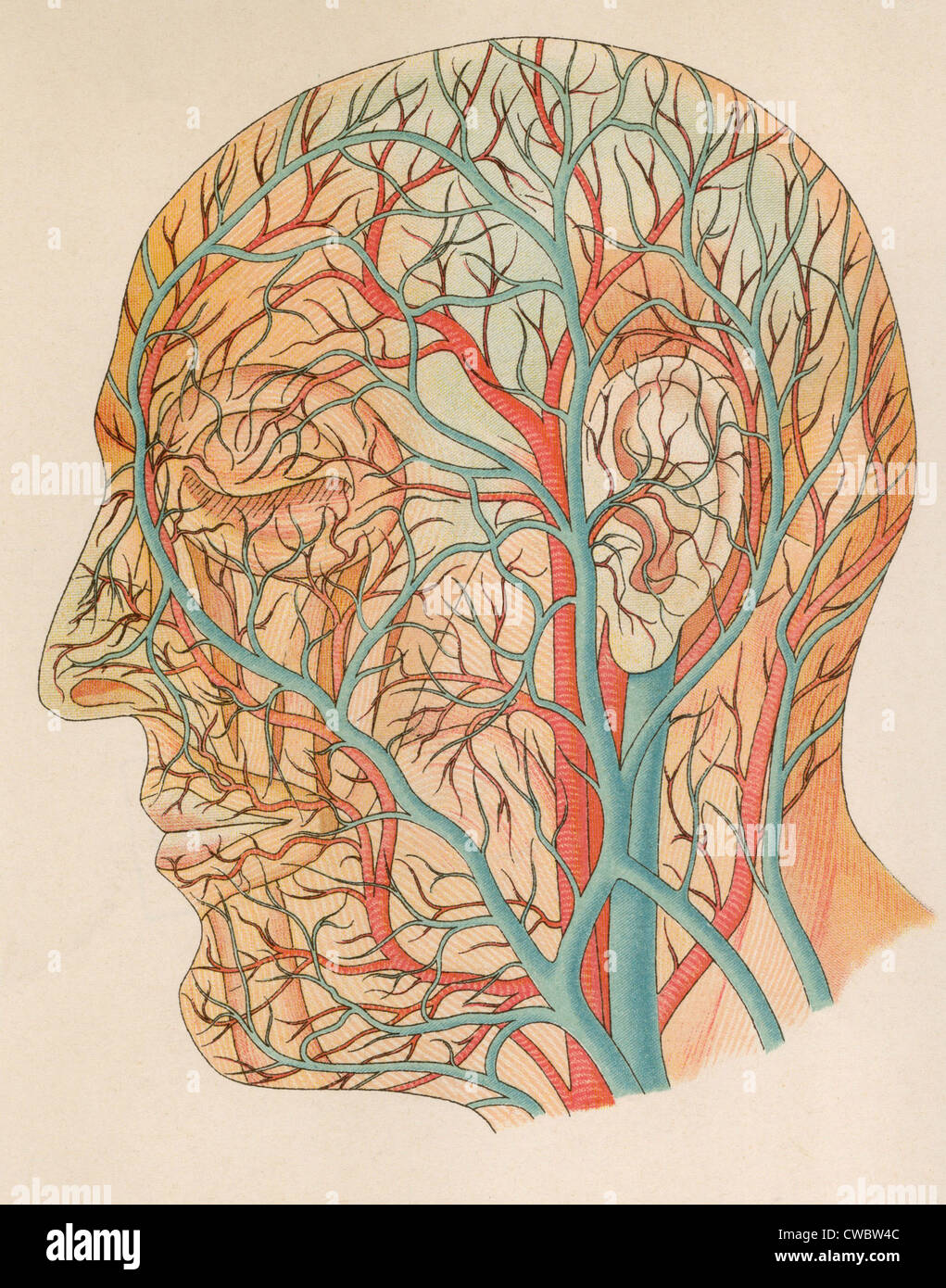 I vasi sanguigni della testa da un Tedesco il testo di anatomia di ca. 1900. Foto Stock