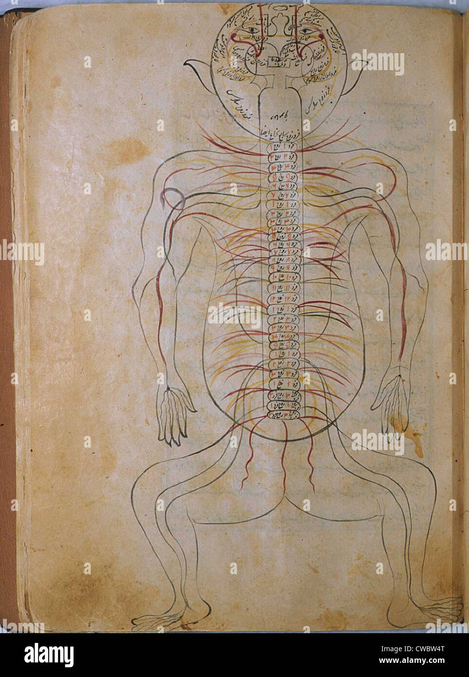 Il sistema nervoso umano, da MANSUR'S ANATOMY, creato dal persiano di studioso e di medico, Mansur ibn Ilyas (ca. Foto Stock
