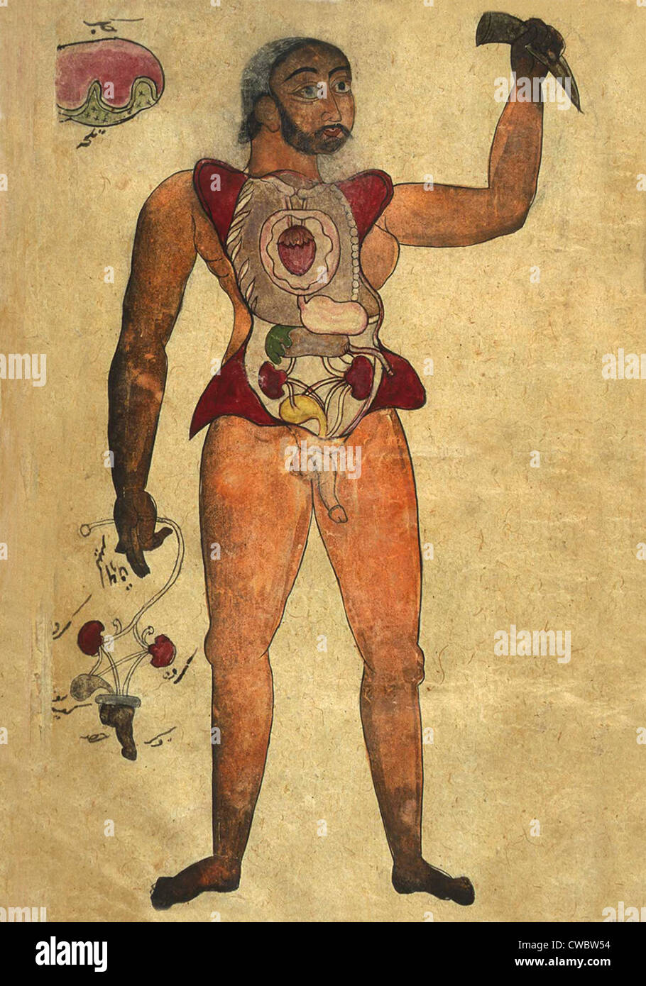 Illustrazione anatomica di una figura maschile con il suo addome e torace aperto per mostrare gli organi interni. La sua mano destra trattiene Foto Stock