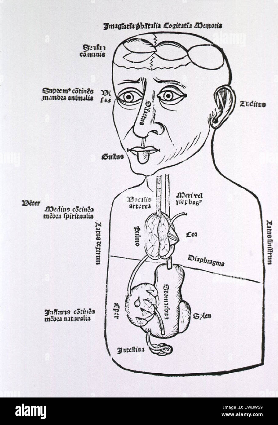 Figura umana, mezza lunghezza, con alcuni degli addominali organi interni, i sensi e le sezioni di cervello identificato. Da Foto Stock
