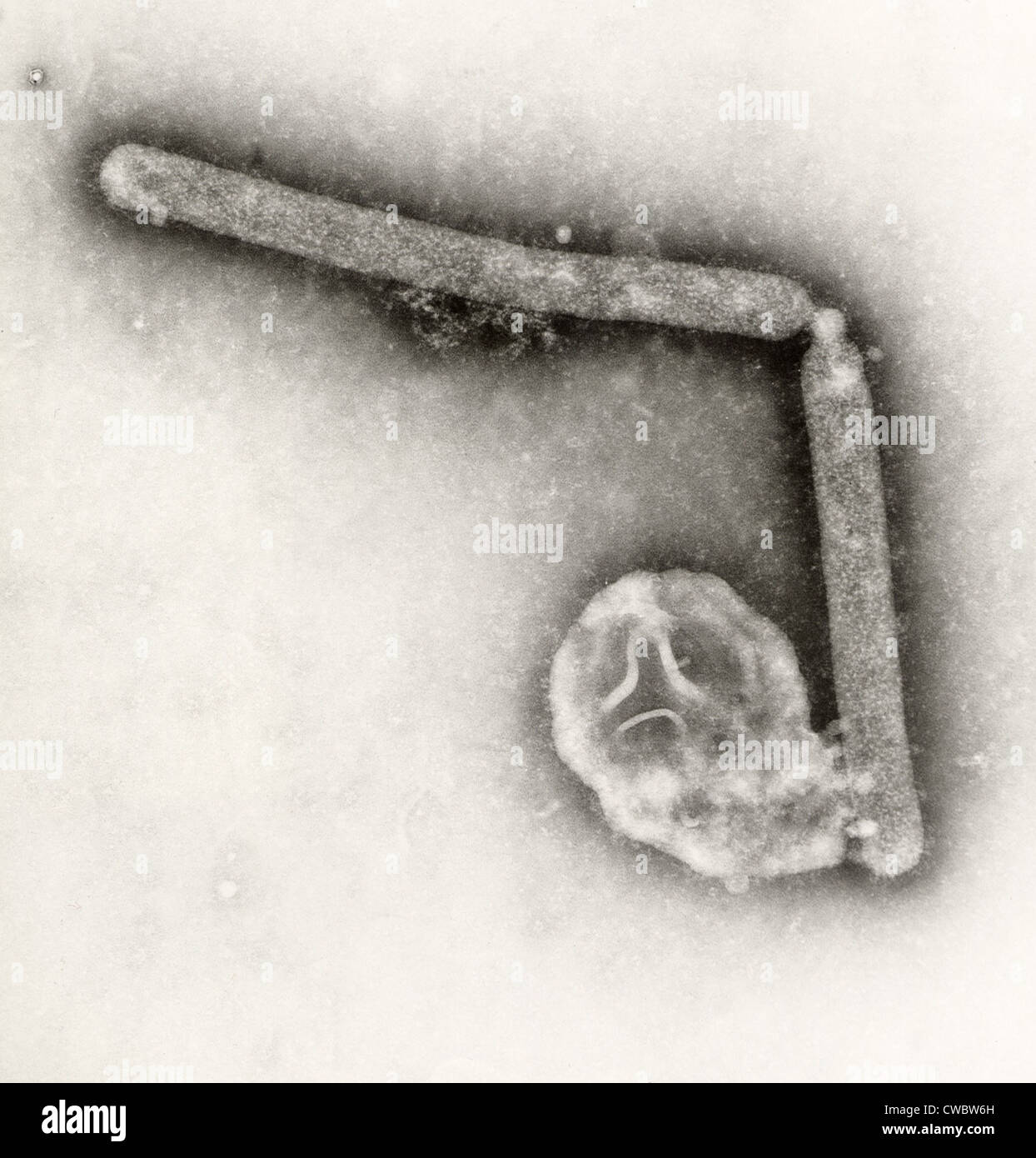 Influenza aviaria (H5N1) virioni. Sebbene questo virus in genere non infettano gli esseri umani, nel 1997, la prima istanza di diretta Foto Stock