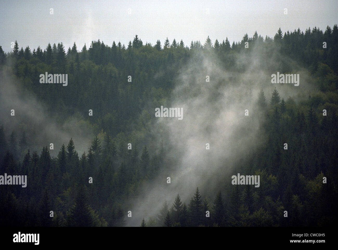 Le foreste di conifere delle montagne dei Carpazi (Carpatii Curburii) in Transilvania, Romania Foto Stock