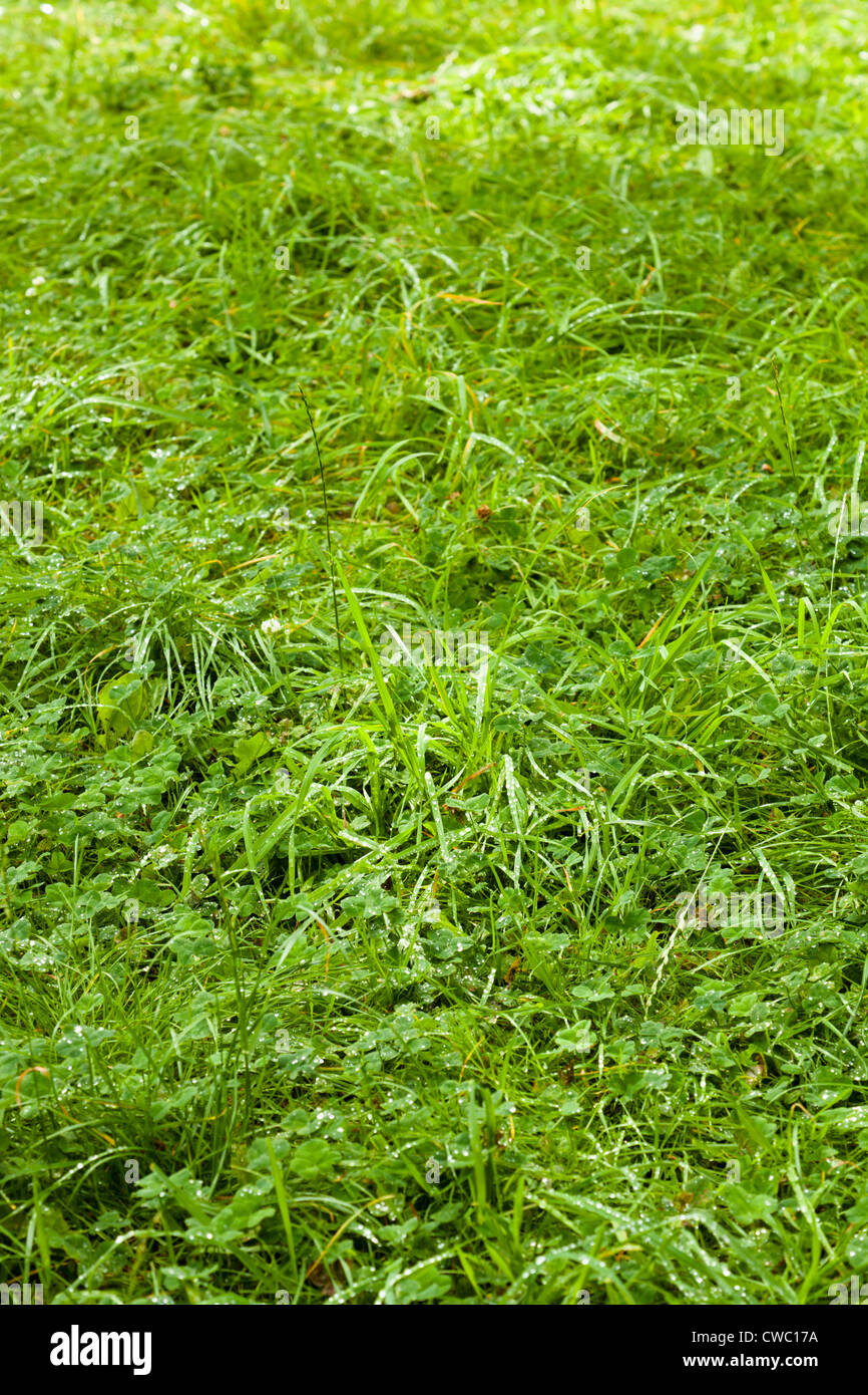 Un prato di lunga erba bagnata con erbacce Foto Stock