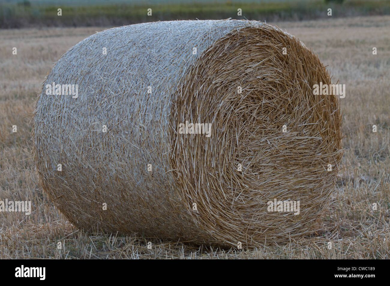 Campo con balle di paglia di frumento (Triticum spa) al tramonto Foto Stock