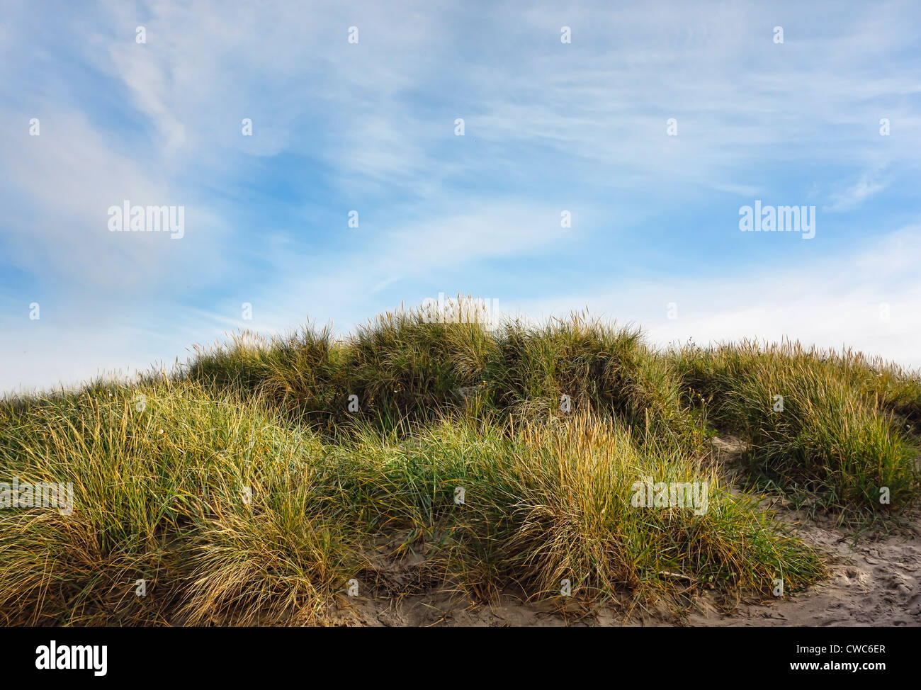 Dune presso il Danish costa del Mare del Nord presso la spiaggia di henne Foto Stock